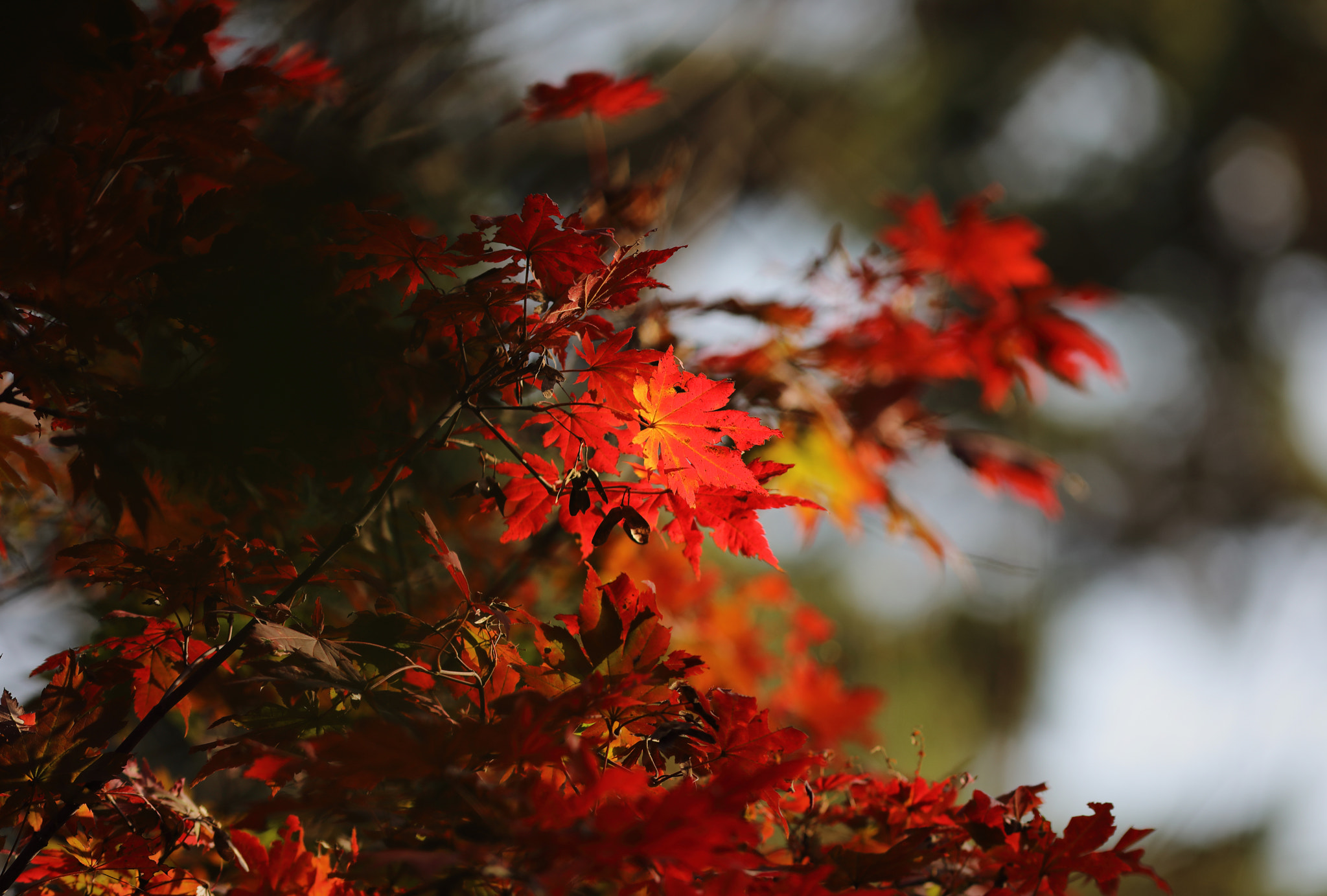 Canon EF 300mm F4L IS USM sample photo. 秋的印象5 photography