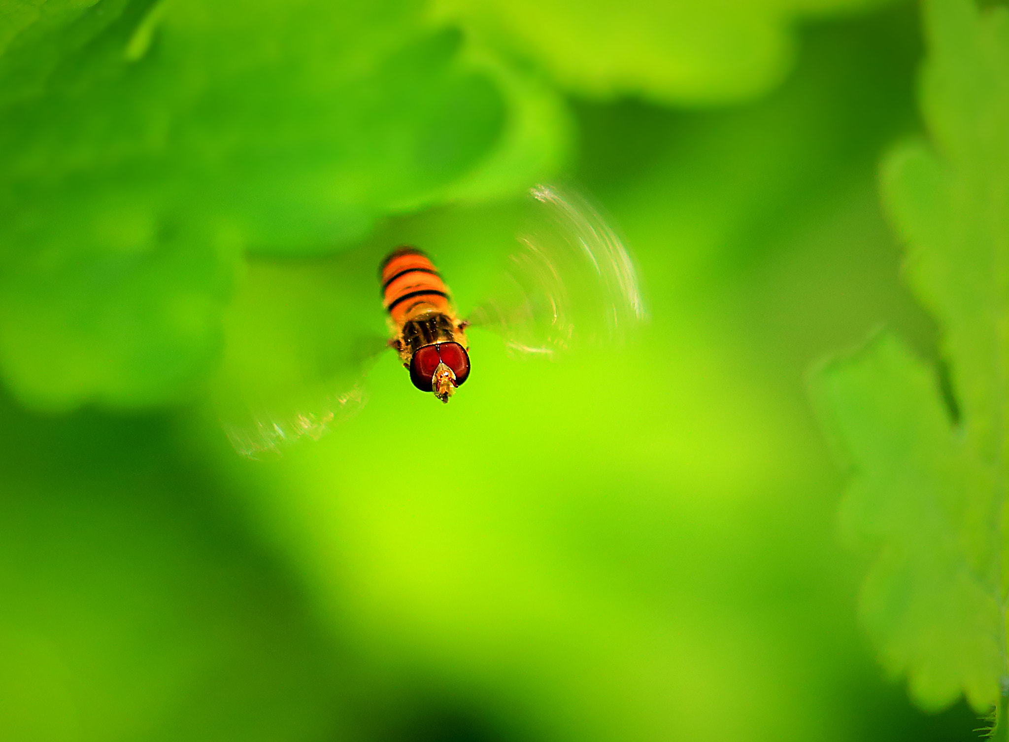 Canon EF 100mm F2.8L Macro IS USM sample photo. 飞翔的精灵 photography