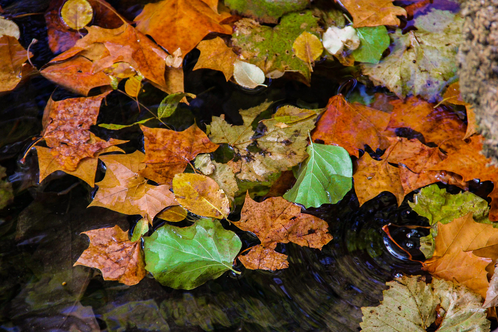 Canon EOS 700D (EOS Rebel T5i / EOS Kiss X7i) sample photo. Fall foliage photography