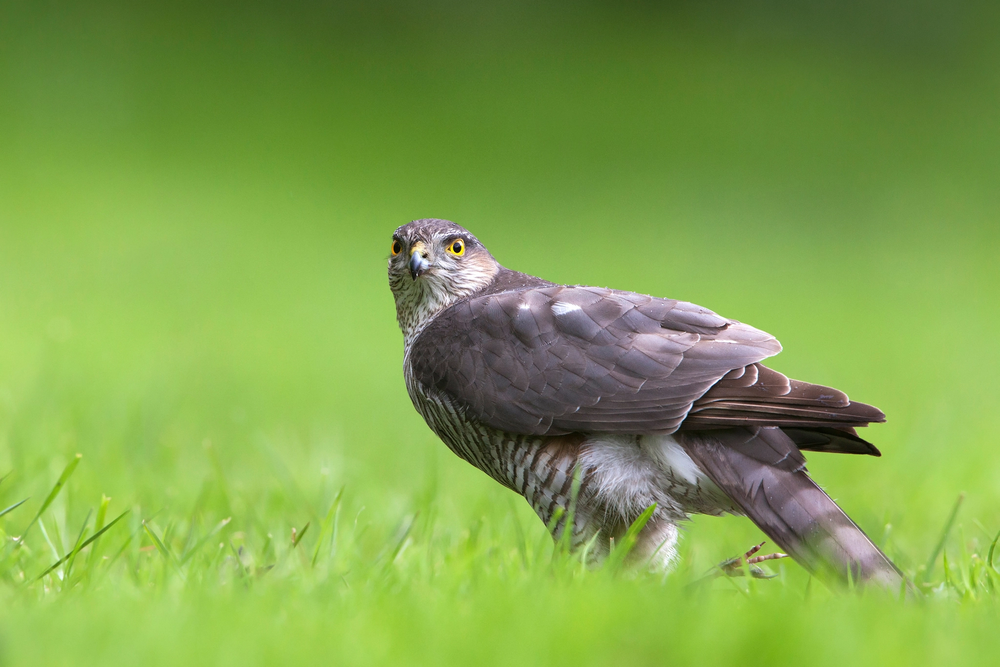 Canon EF 500mm F4L IS USM sample photo. Eurasian sparrowhawk, photography