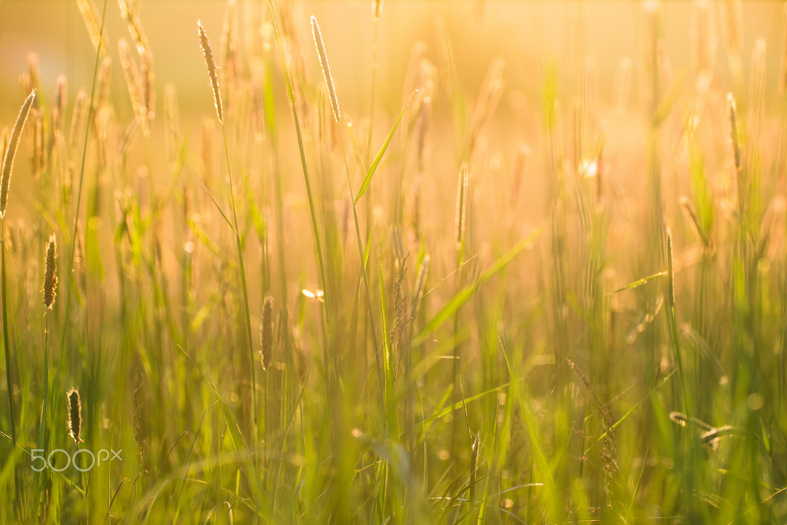 Canon EF 180mm F3.5L Macro USM sample photo. Sunset in the meadow photography