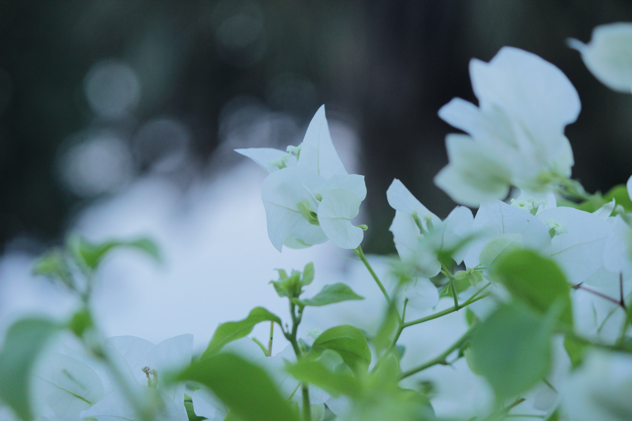 Canon EOS 600D (Rebel EOS T3i / EOS Kiss X5) sample photo. Img photography