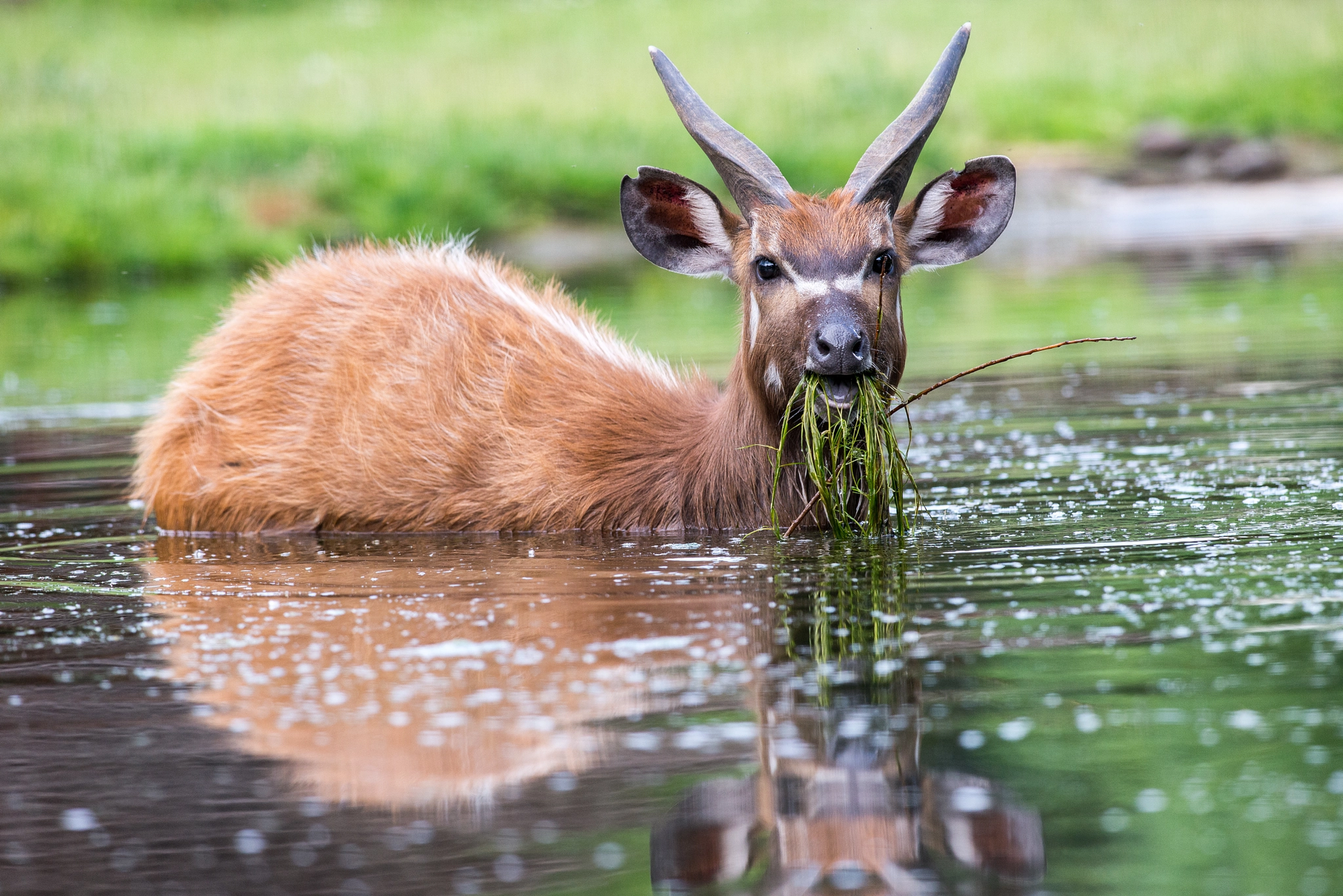 Nikon D610 + Nikon AF-S Nikkor 300mm F4D ED-IF sample photo. West african sitatunga |zoo prague photography