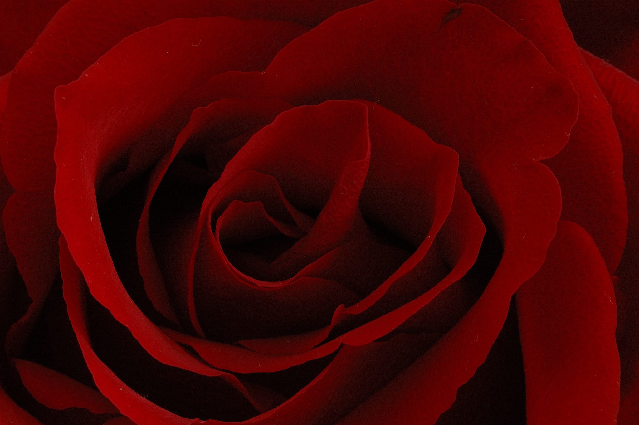 Nikon D70s + Sigma 105mm F2.8 EX DG Macro sample photo. Rose photography