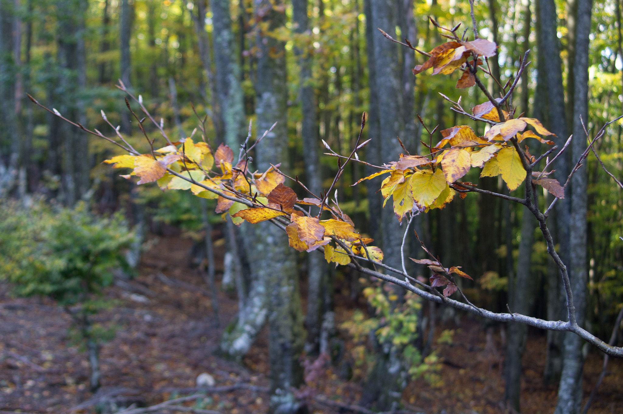 Sony SLT-A37 + 35-70mm F4 sample photo