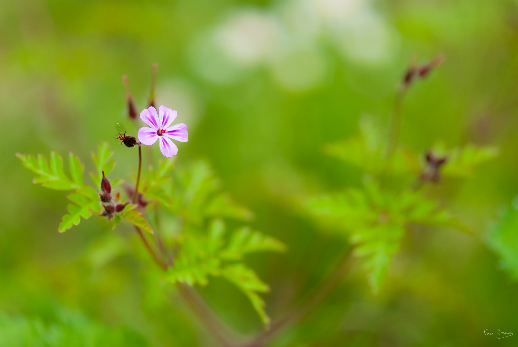 Nikon D200 sample photo. Geranium robertianum photography