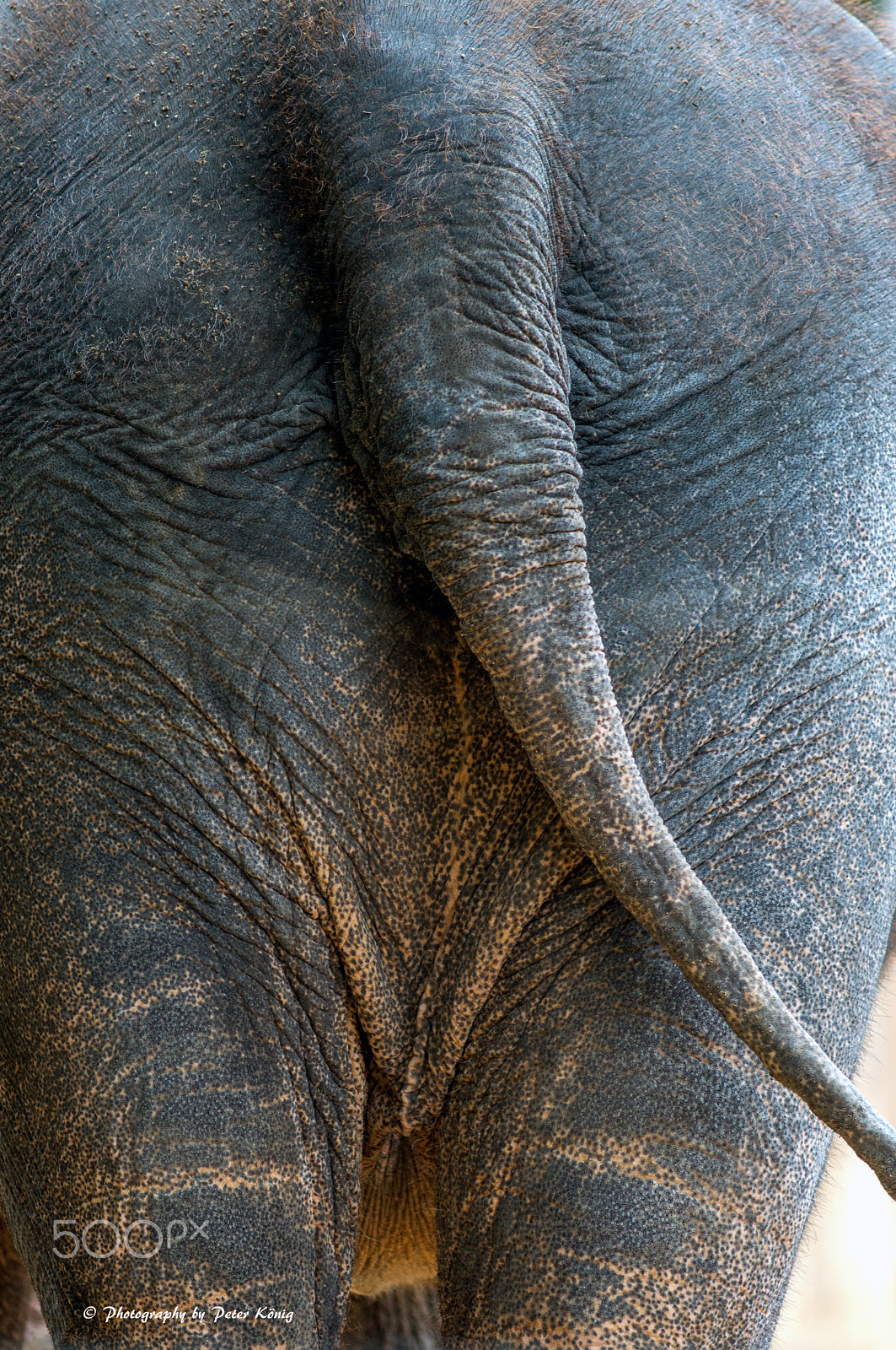 Nikon D600 + AF Nikkor 300mm f/4 IF-ED sample photo. Elefant photography