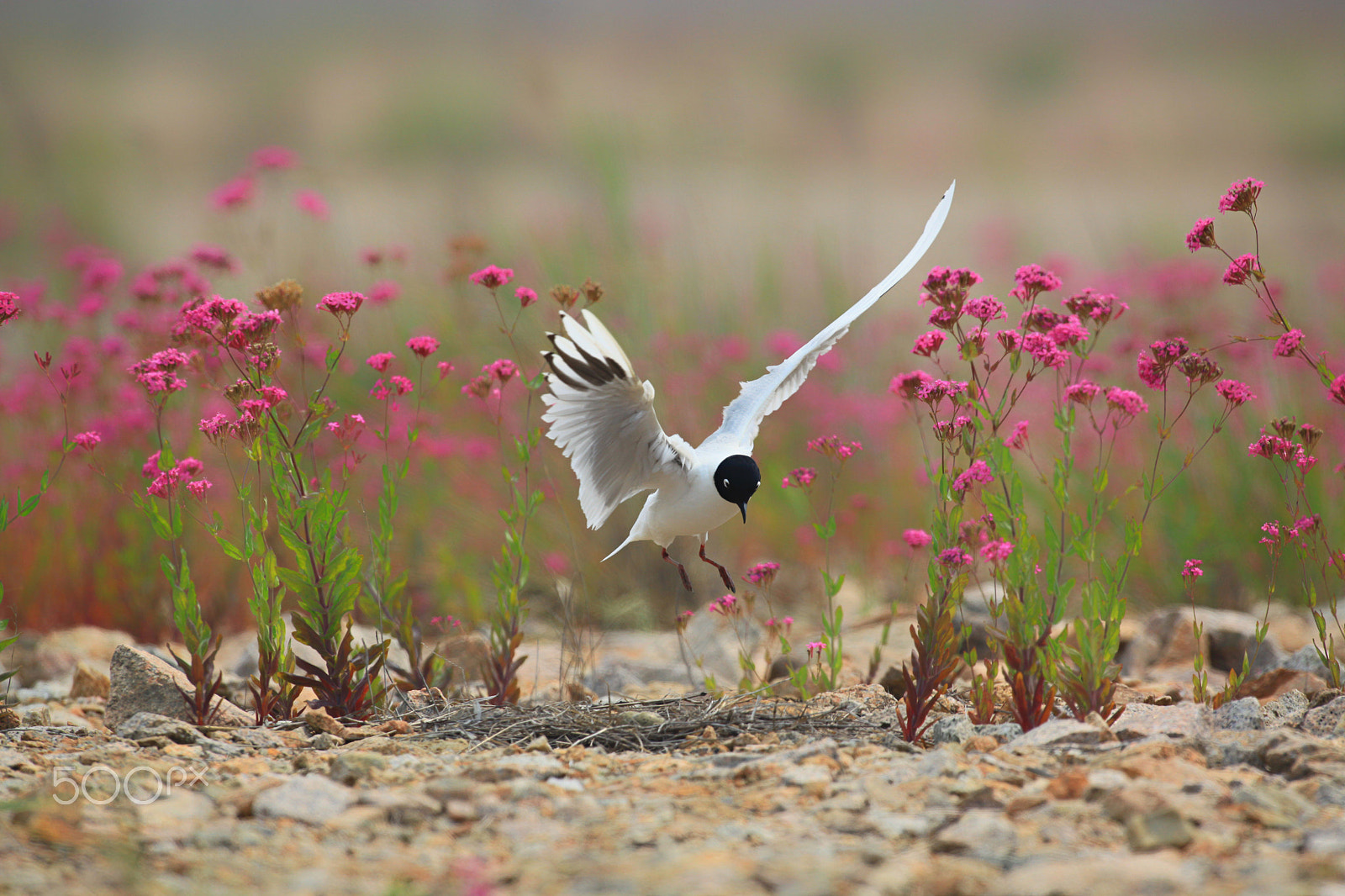 Canon EF 600mm f/4L IS sample photo. Saunders's gull photography