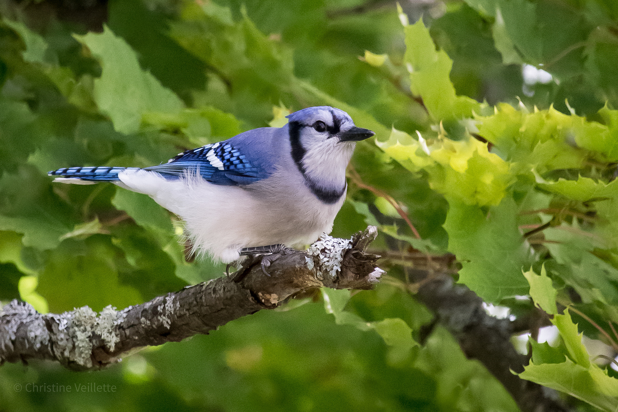 Canon EF-S 55-250mm F4-5.6 IS STM sample photo. Blue jay photography