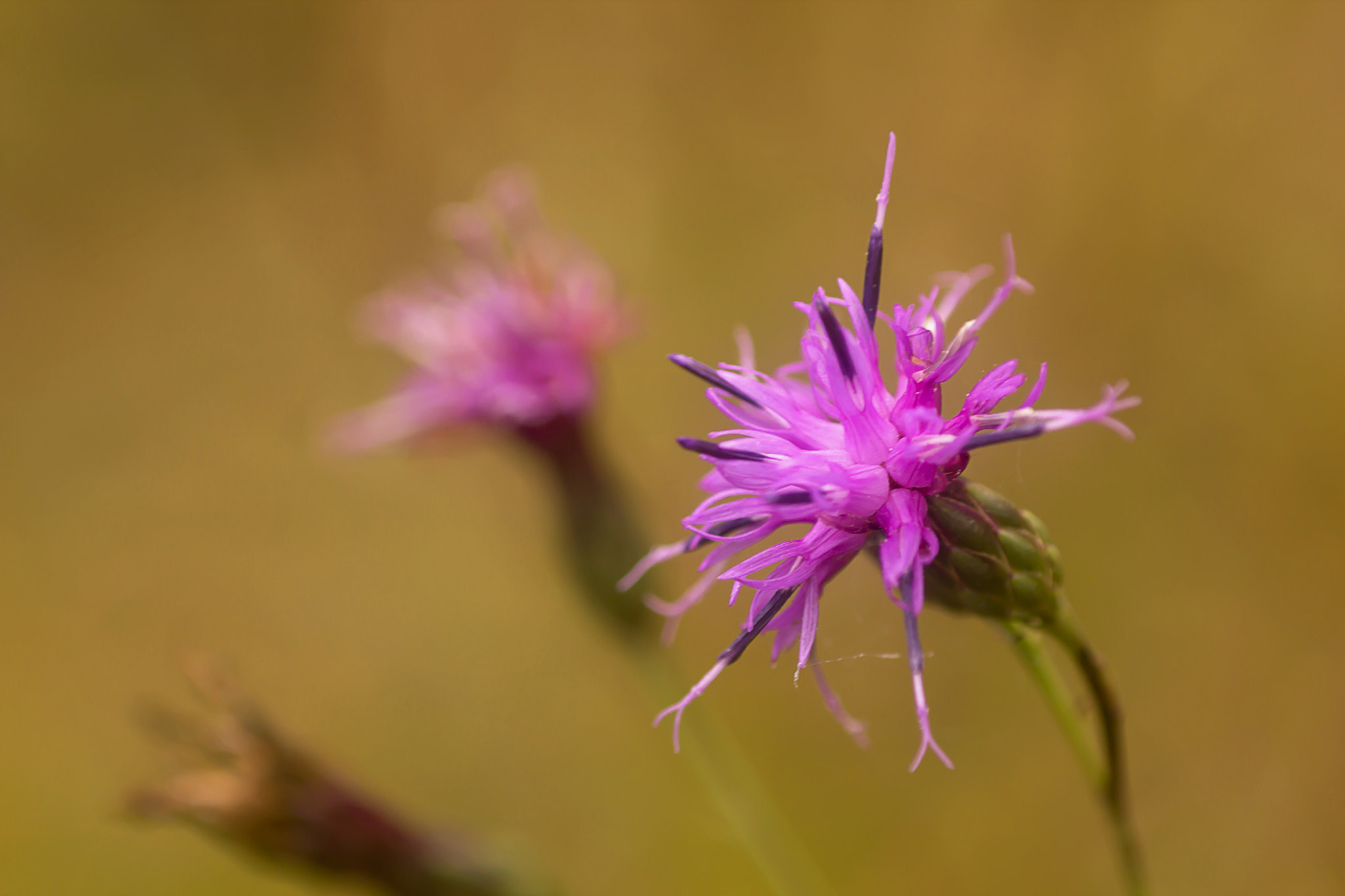 Canon EOS 550D (EOS Rebel T2i / EOS Kiss X4) sample photo. Flowers background photography