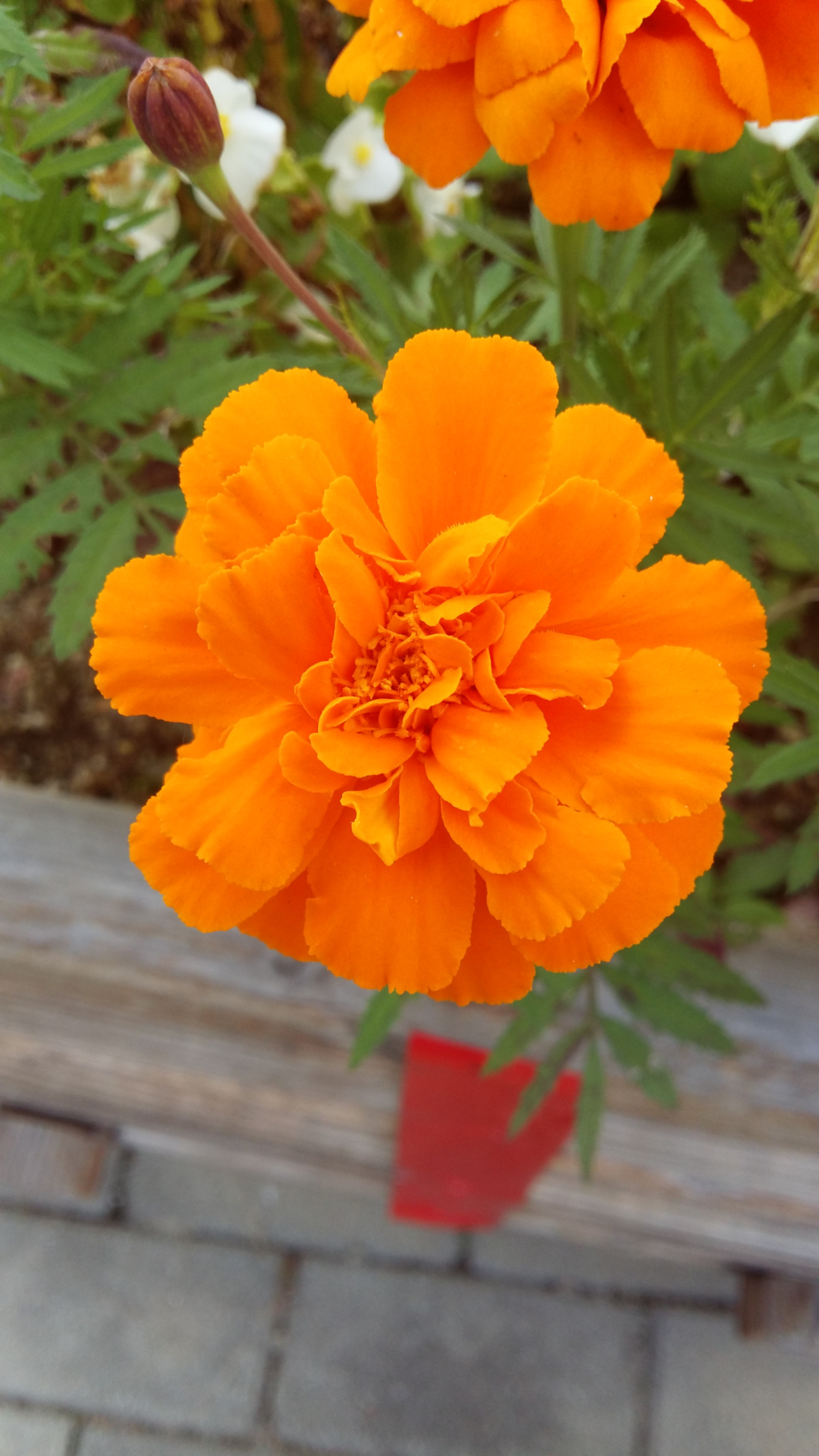 Samsung Galaxy Grand-Max sample photo