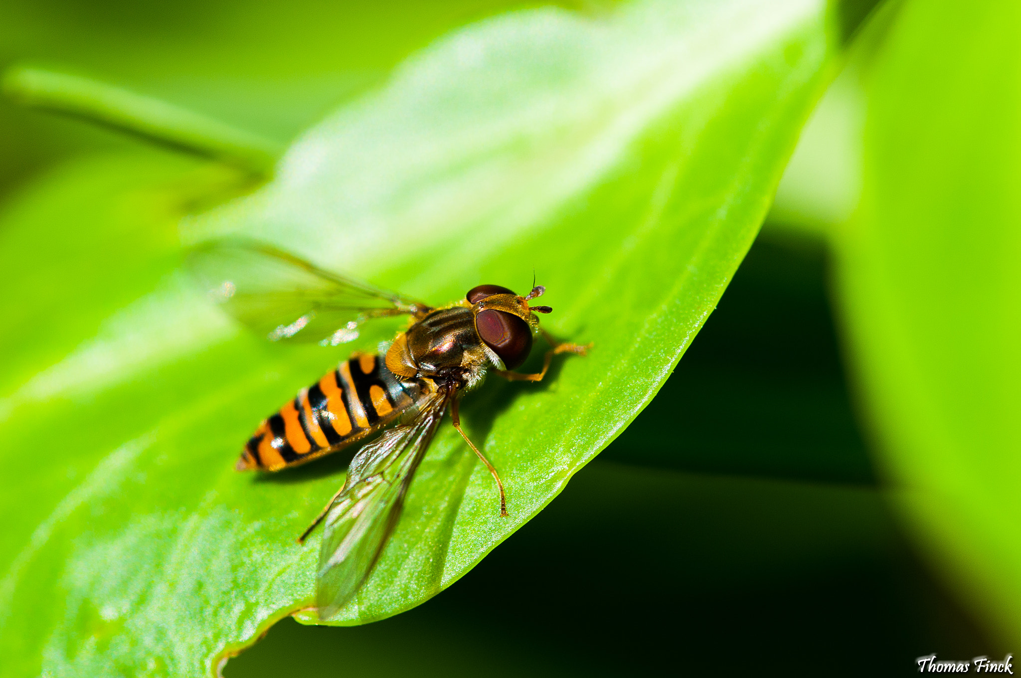 Nikon D300S sample photo. Insecte photography