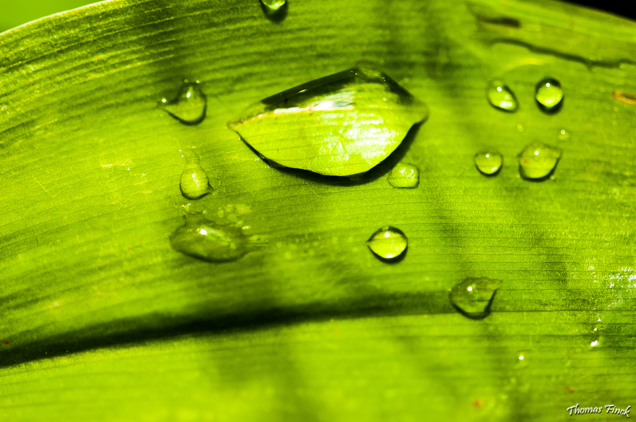 Sigma 150mm F2.8 EX DG Macro HSM sample photo. Gouttes photography