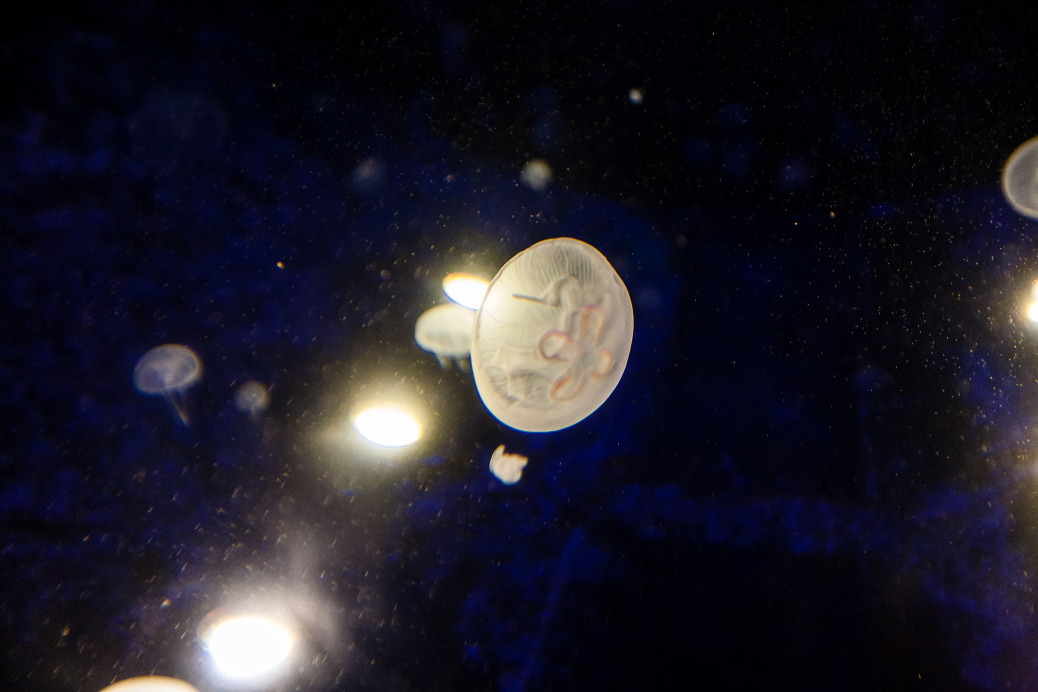 Canon EOS 5D + Canon EF 16-35mm F2.8L II USM sample photo. Jellyfish in aquarium photography