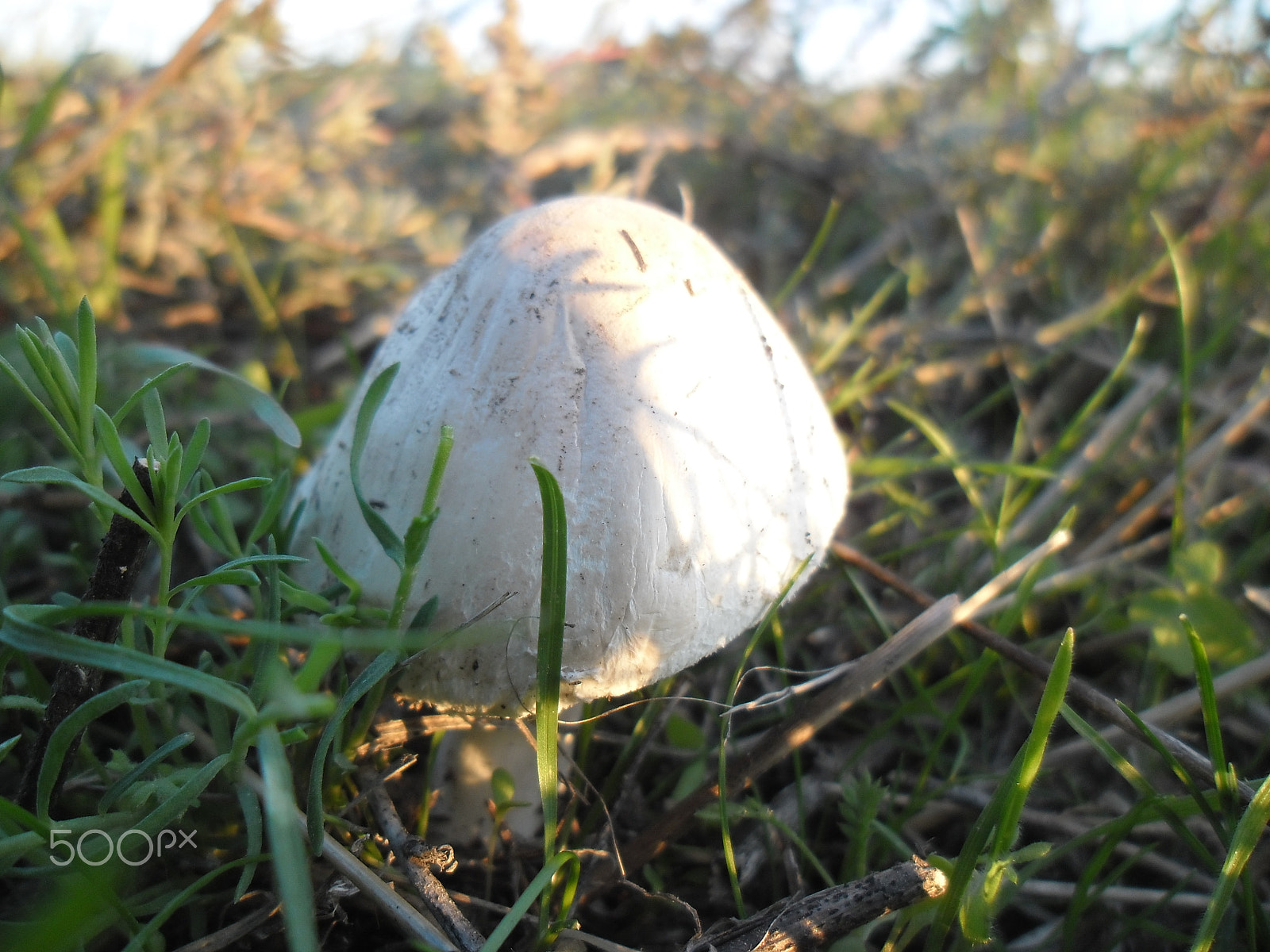 Samsung ES90/ ES91 sample photo. "mushroom"... photography