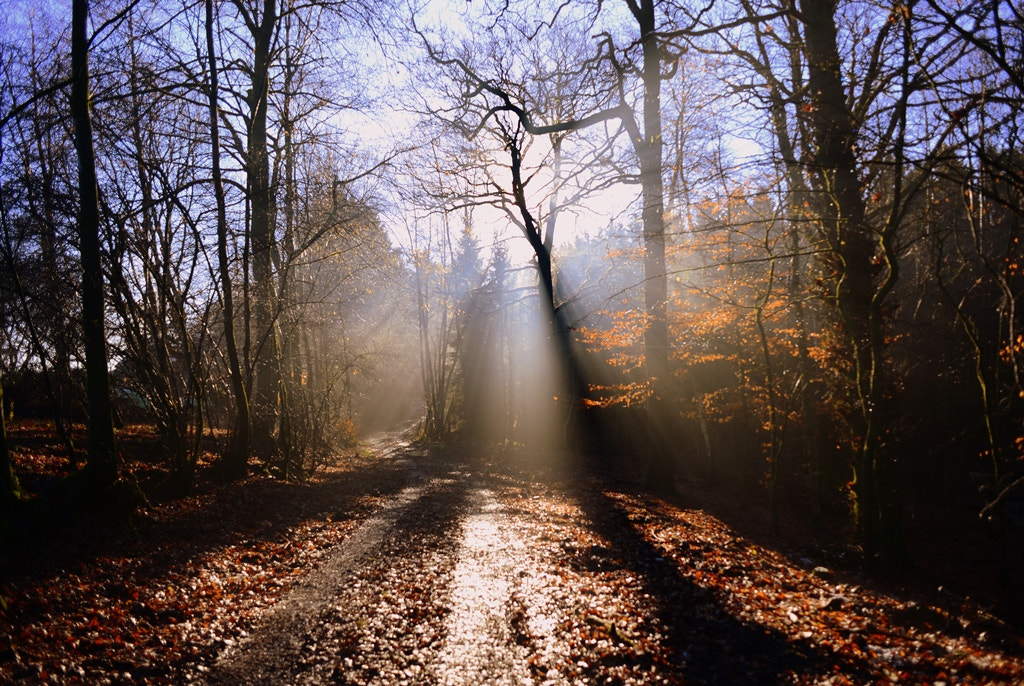 Nikon D610 + Nikon AF Nikkor 24mm F2.8D sample photo. Brume dans le bois photography