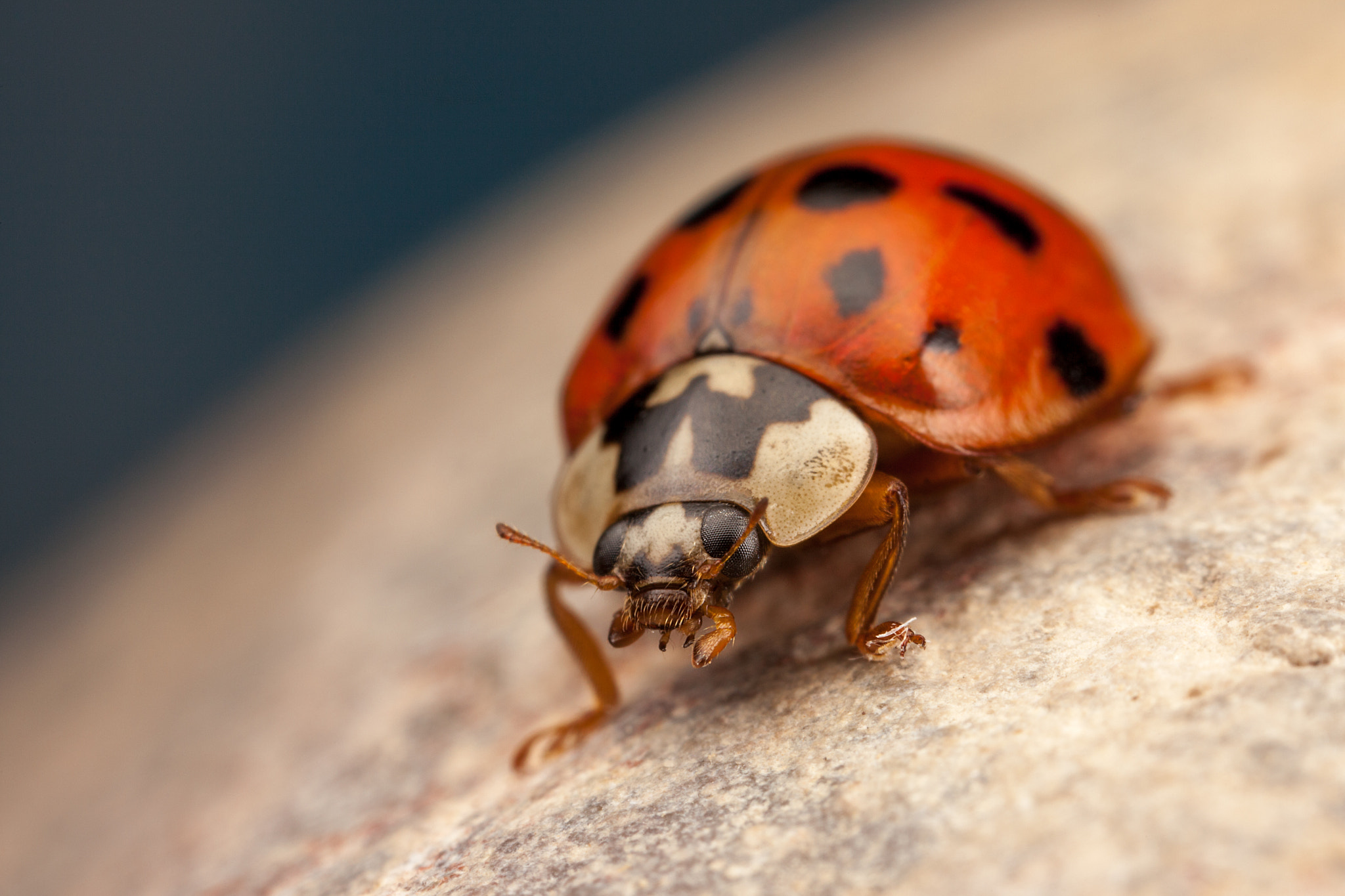 Canon EOS 5D Mark II + Canon MP-E 65mm F2.5 1-5x Macro Photo sample photo. Salvador harle photography