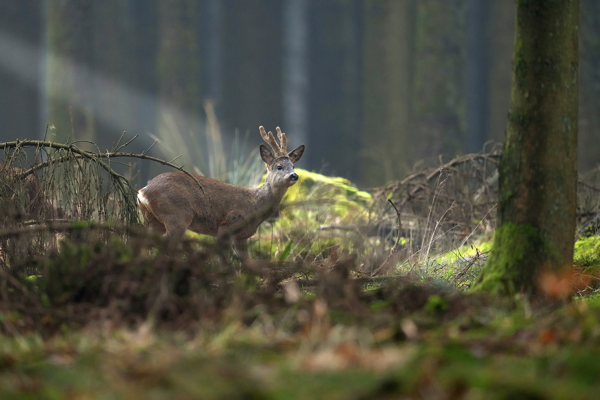 Nikon D610 + Nikon AF-S Nikkor 600mm F4G ED VR sample photo. Chevreuil photography