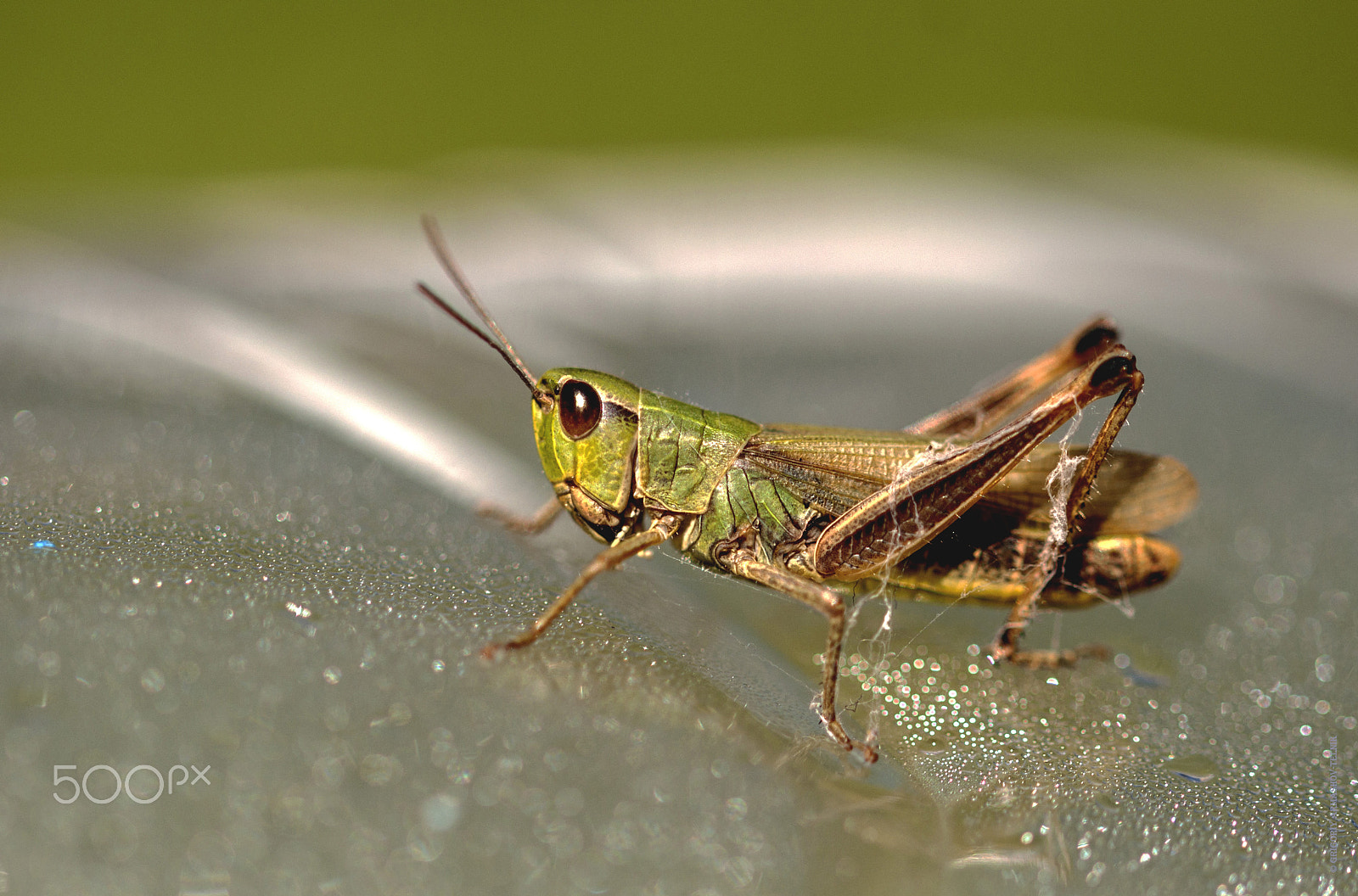 Sigma 105mm F2.8 EX DG OS HSM sample photo. Grasshopper photography