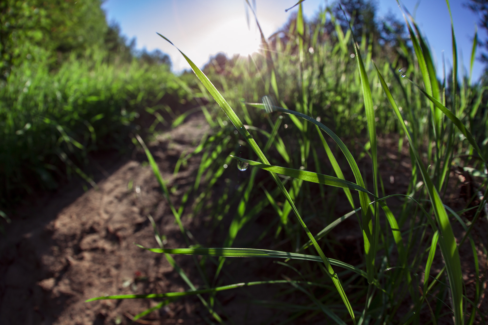 Canon EF 8-15mm F4L Fisheye USM sample photo. Dew photography