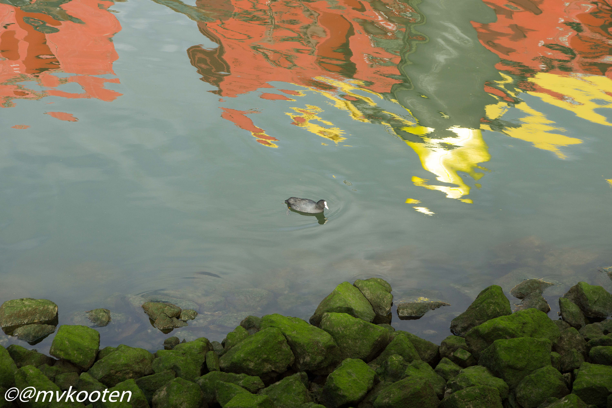 Sony SLT-A65 (SLT-A65V) sample photo. Coot photography
