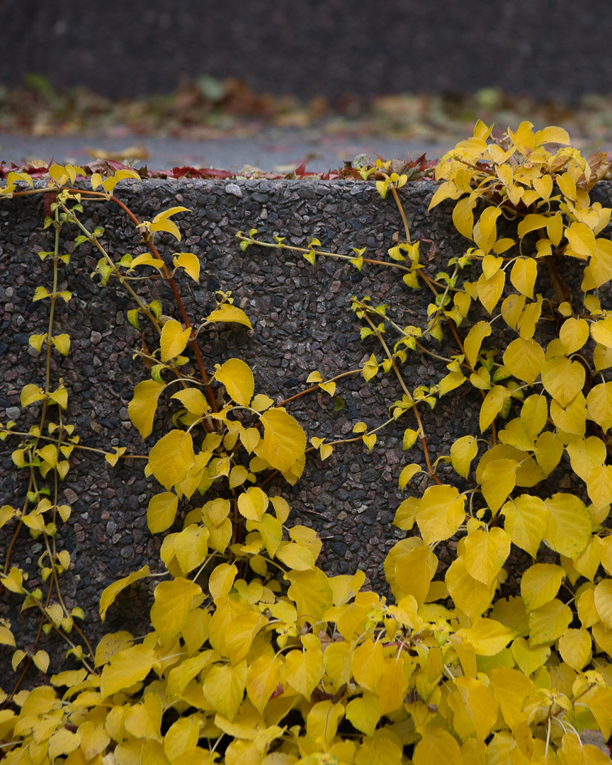 Canon EF 300mm F4L IS USM sample photo