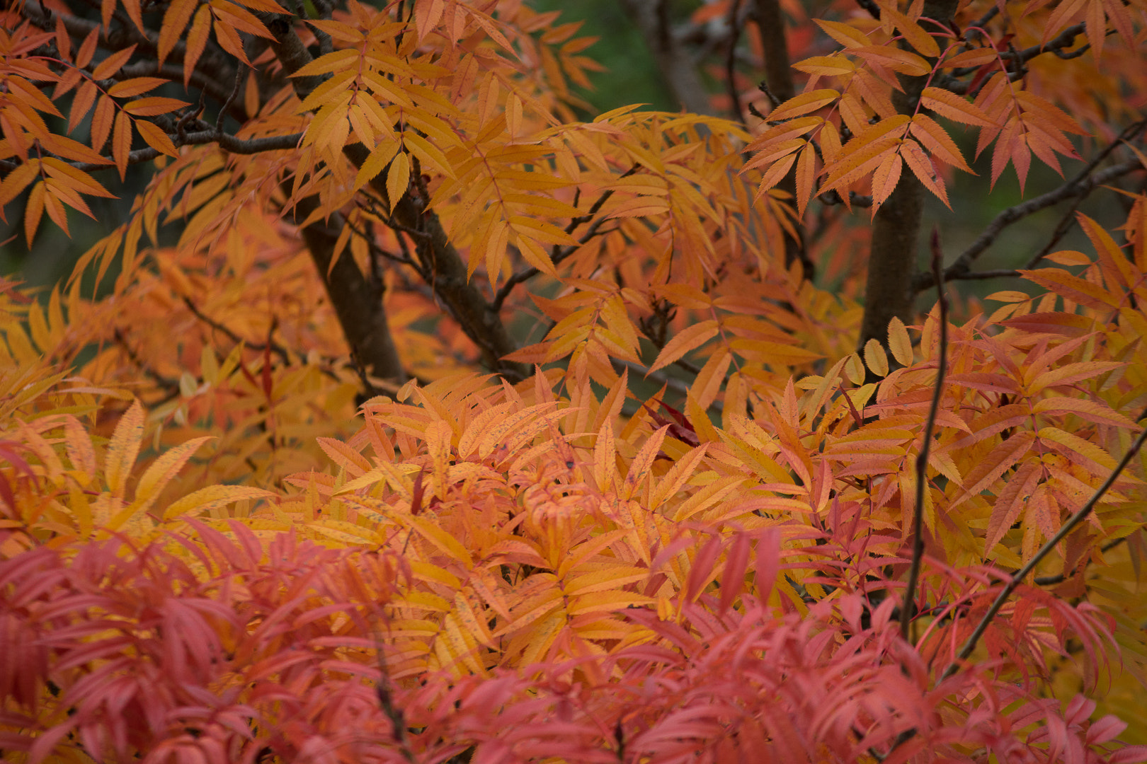 Canon EF 300mm F4L IS USM sample photo