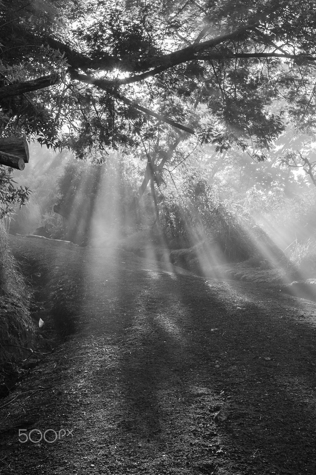 Canon EOS 50D + Canon EF 40mm F2.8 STM sample photo. Sun beams thorough trees and greens (kawah ijen , photography