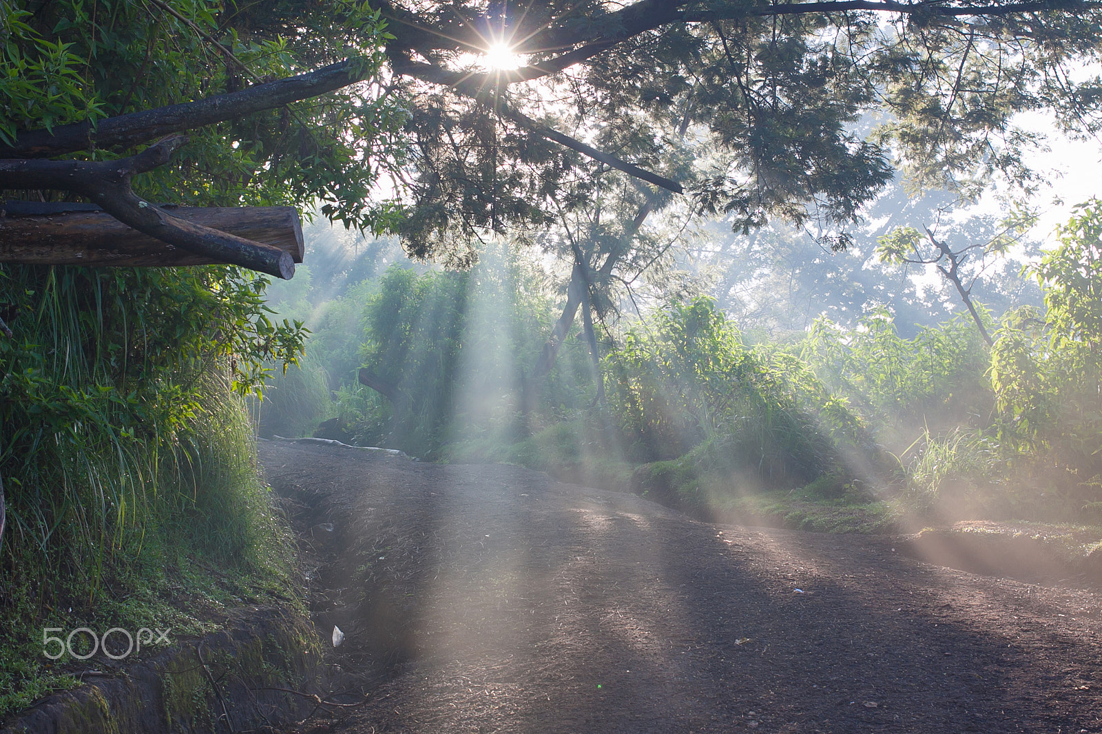 Canon EOS 50D + Canon EF 40mm F2.8 STM sample photo. Sun beams thorough trees and greens (kawah ijen , photography