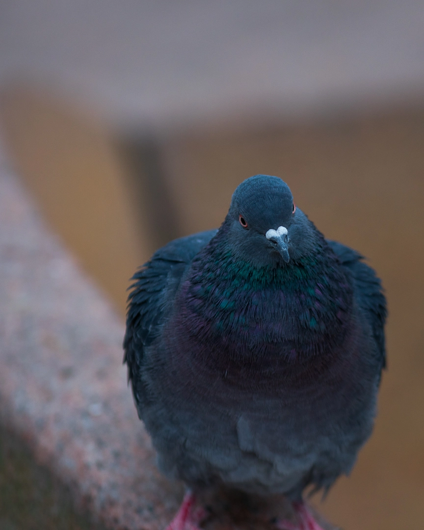 Canon EF 300mm F4L IS USM sample photo