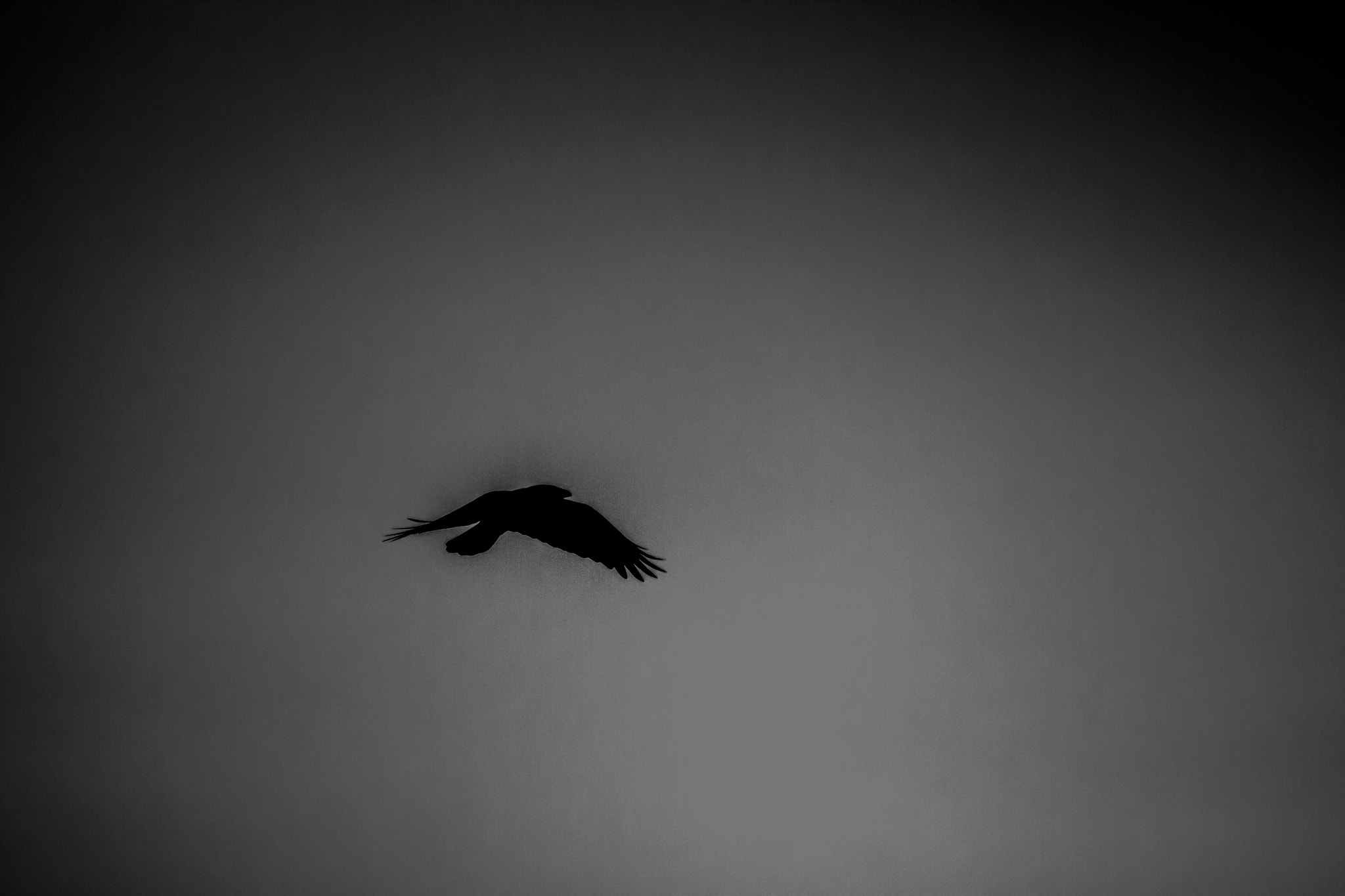 Canon EOS 500D (EOS Rebel T1i / EOS Kiss X3) sample photo. Crow photography