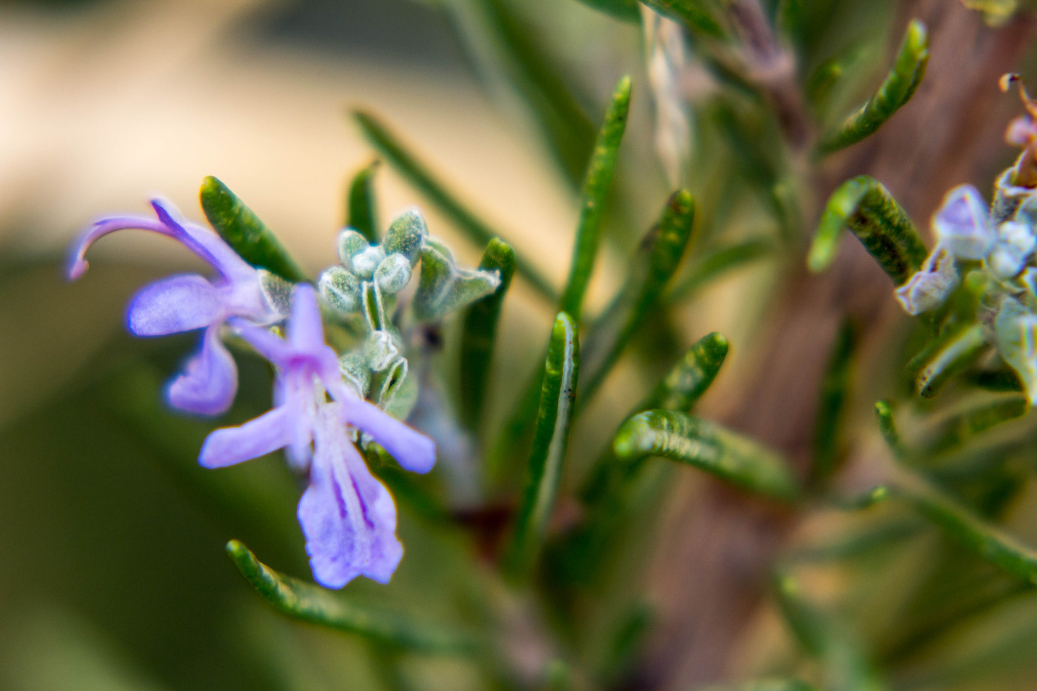 Canon EF 75-300mm f/4-5.6 USM sample photo. Flower photography