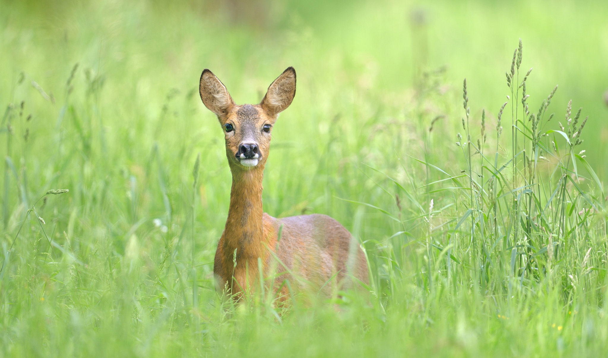 Nikon AF-S Nikkor 600mm F4G ED VR sample photo. Chevreuil photography