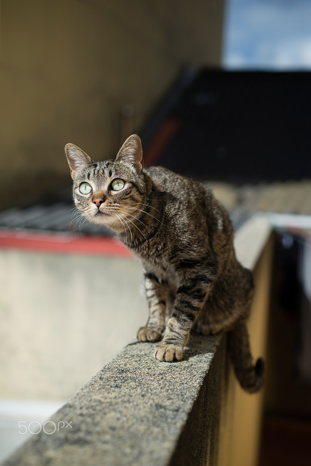 Nikon D610 sample photo. Tabby cat on top of a wall photography