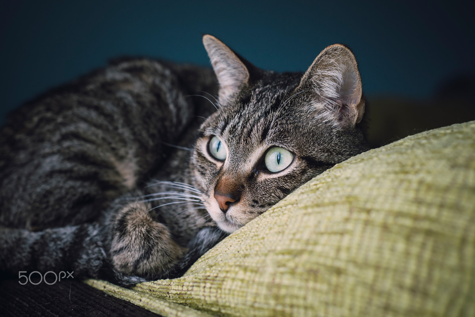 Nikon D610 + AF Nikkor 50mm f/1.8 sample photo. Cat liying on the top of a couch photography