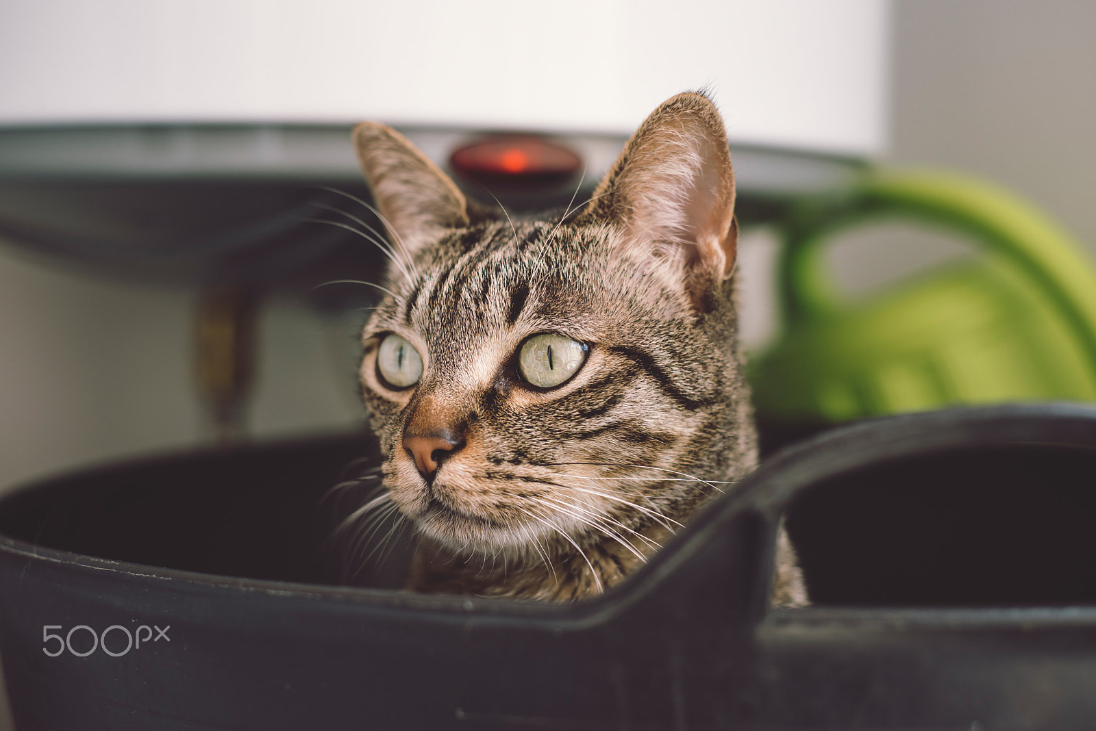 Nikon D610 sample photo. Portrait of a cat photography