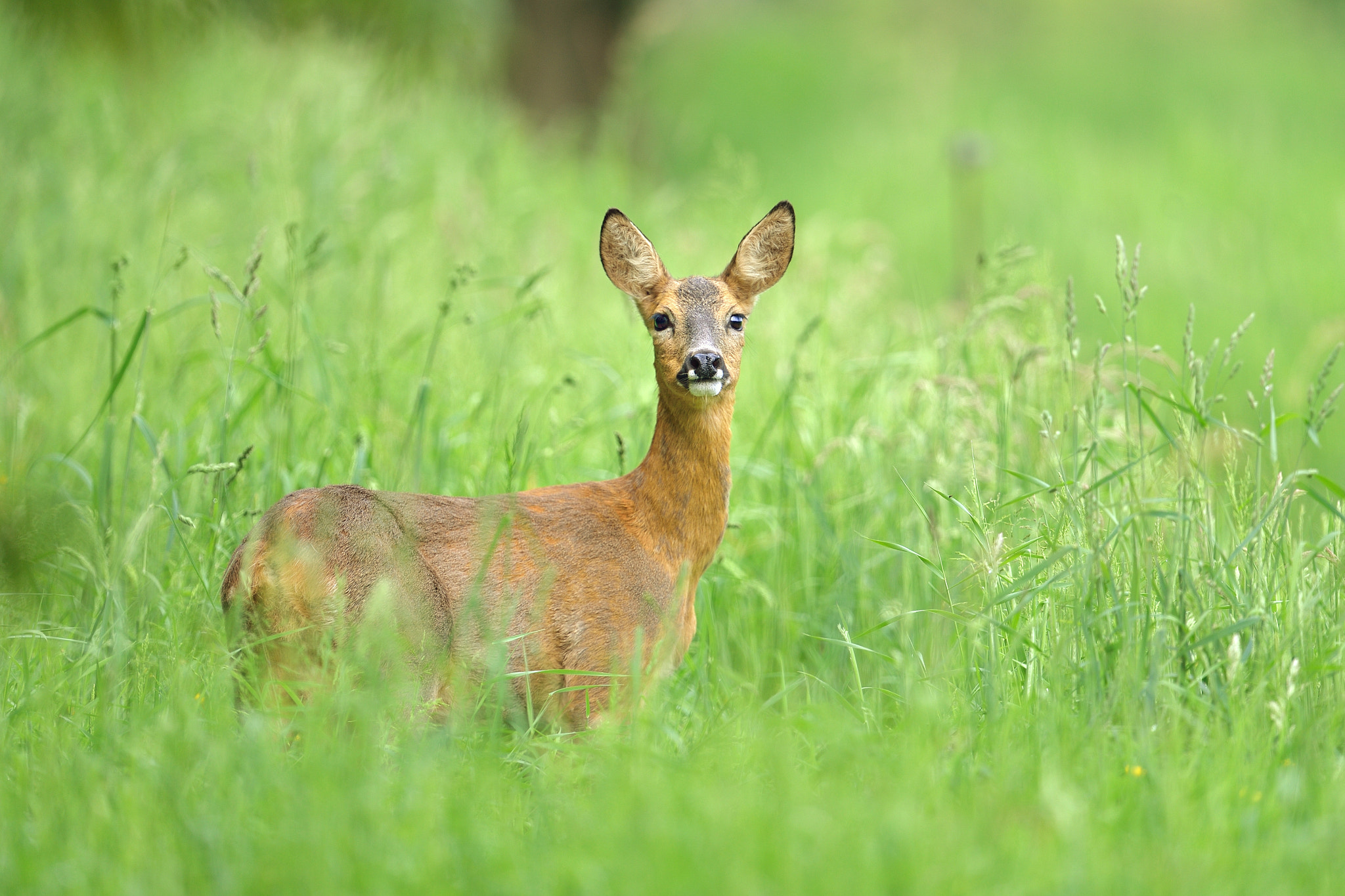 Nikon D610 + Nikon AF-S Nikkor 600mm F4G ED VR sample photo. Chevreuil photography