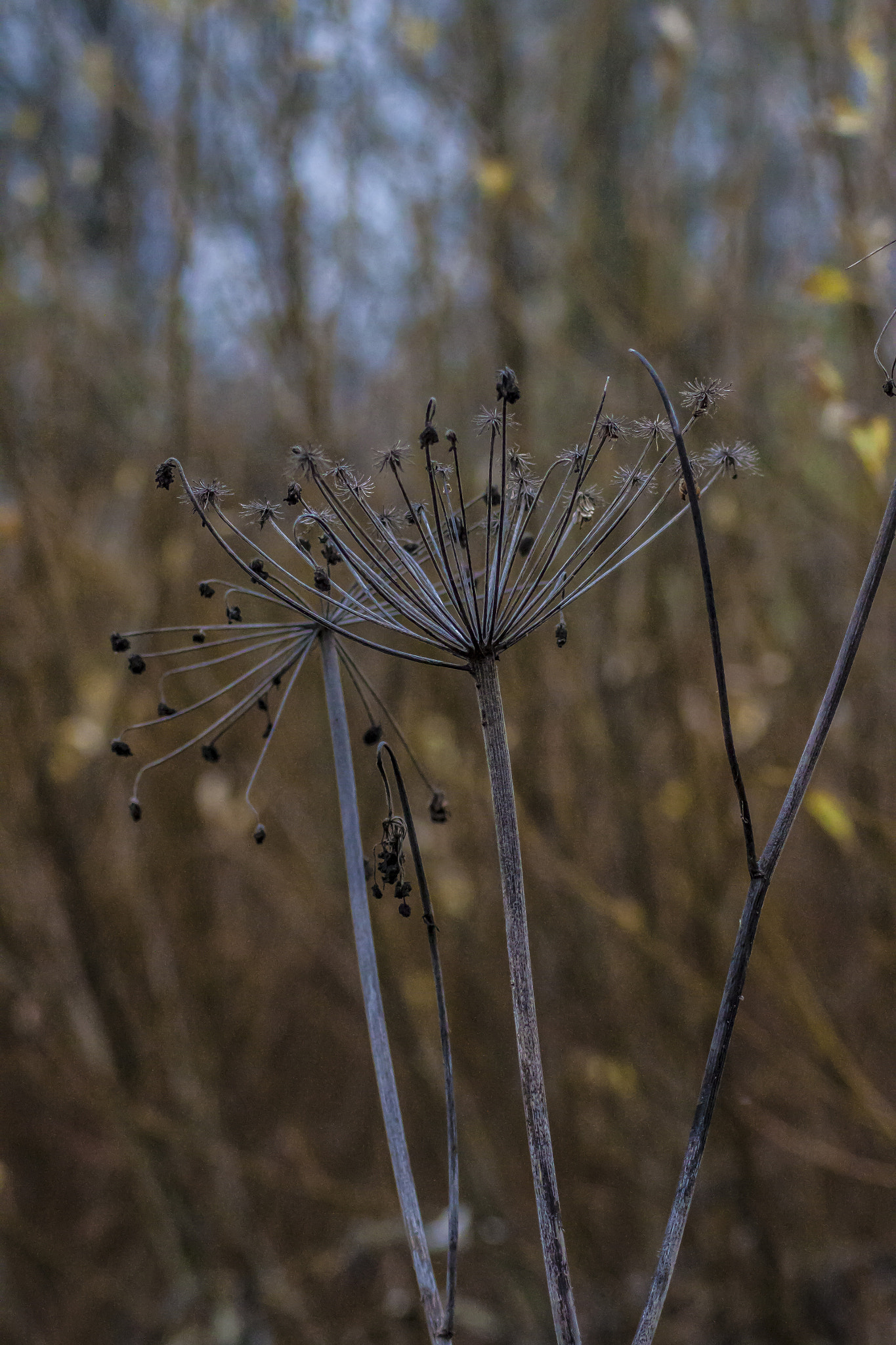 Canon EOS 500D (EOS Rebel T1i / EOS Kiss X3) sample photo. Autumn photography