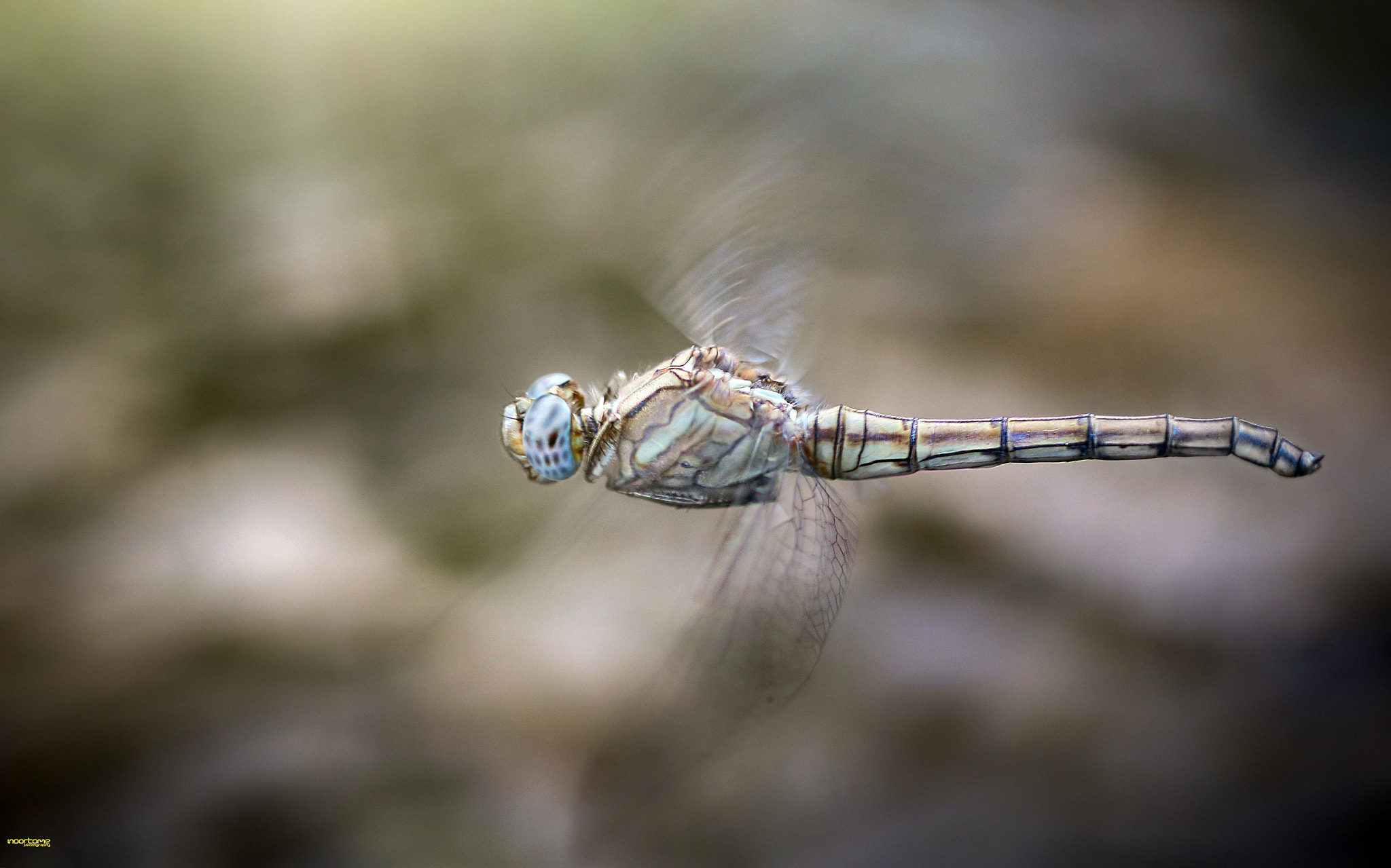 Sigma 105mm F2.8 EX DG Macro sample photo. Dragonfly photography
