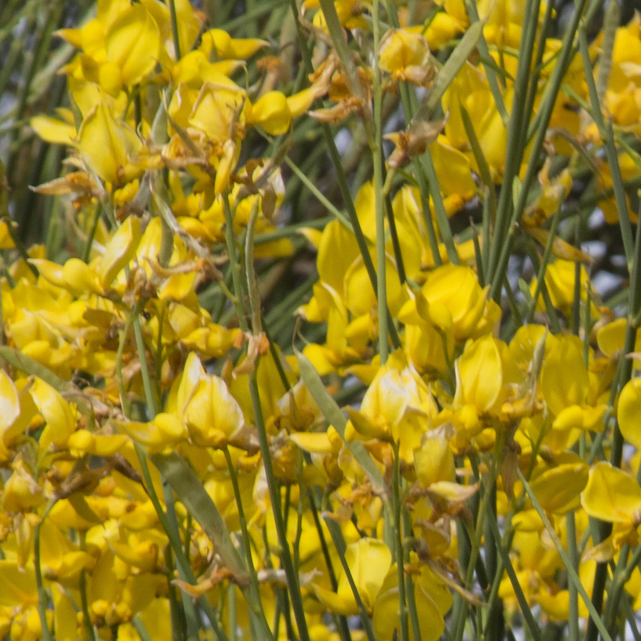 Canon EOS 750D (EOS Rebel T6i / EOS Kiss X8i) sample photo. Light & dark yellows - photo photography