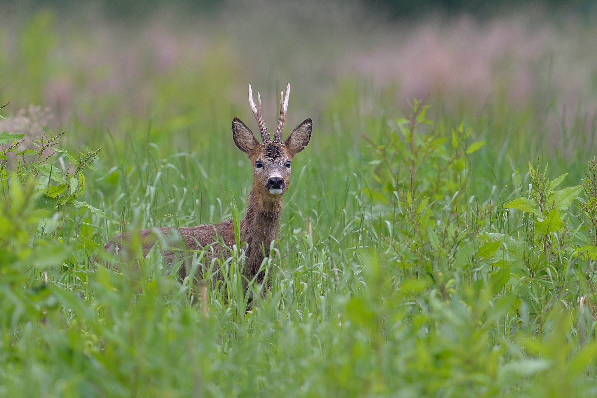 Nikon D610 + Nikon AF-S Nikkor 600mm F4G ED VR sample photo. Brocard photography