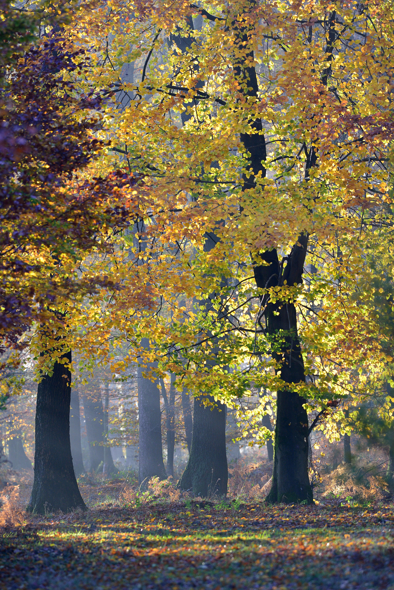 AF-S Nikkor 300mm f/2.8D IF-ED sample photo. Automne photography