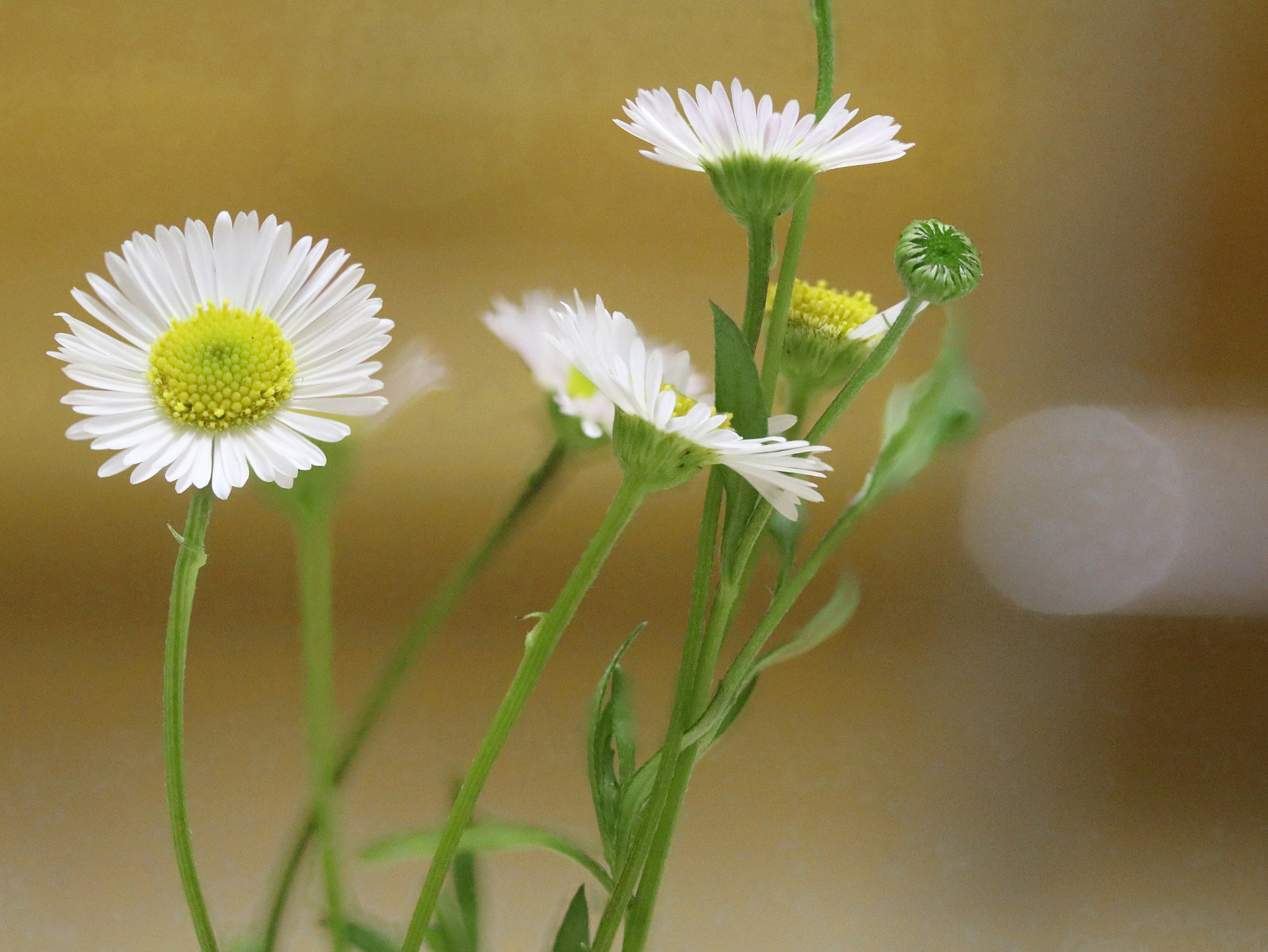 Canon EF-S 60mm F2.8 Macro USM sample photo. White photography