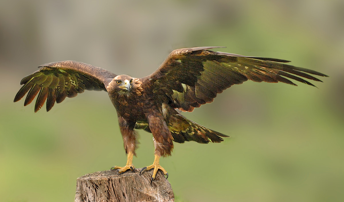 Nikon D2Xs sample photo. Golden eagle photography