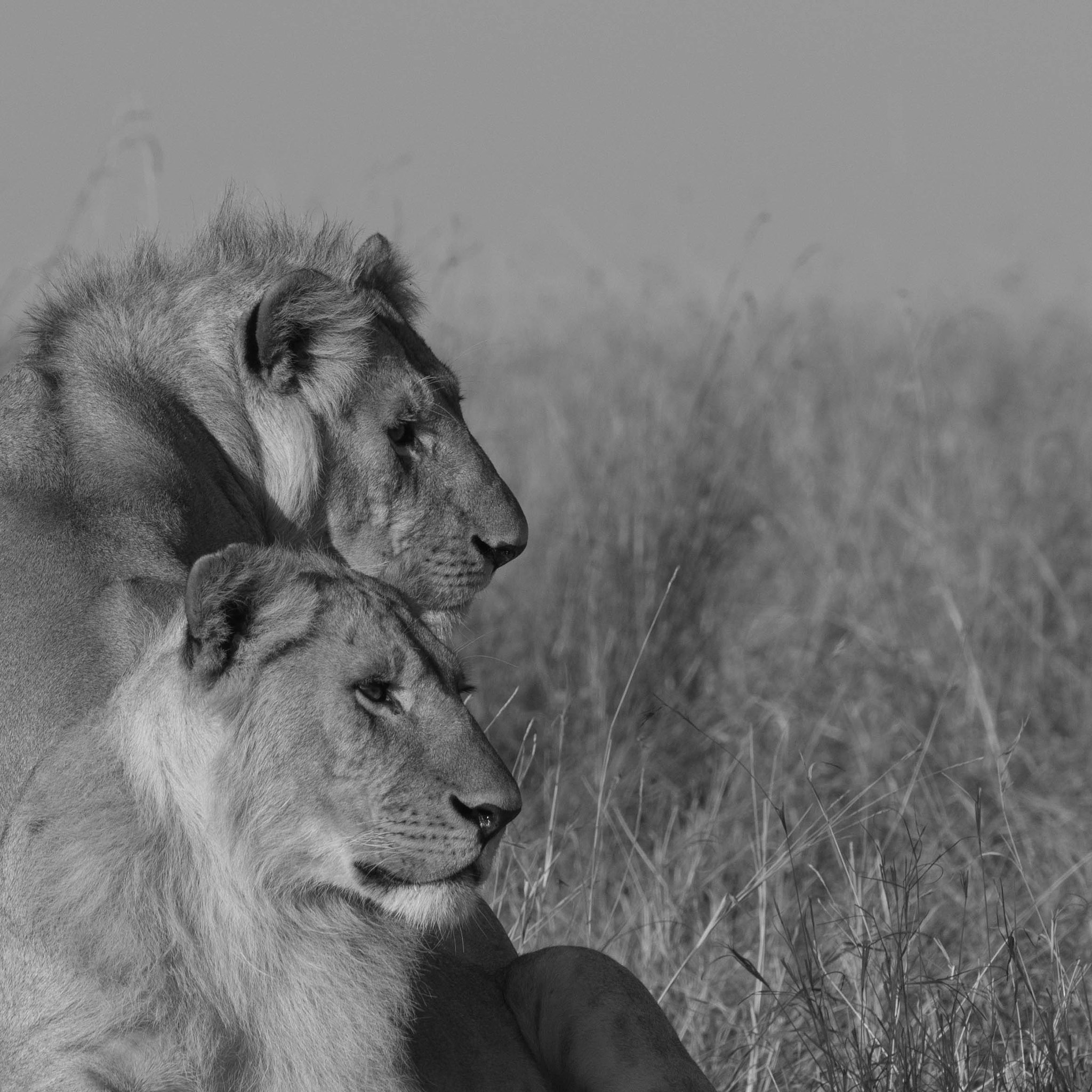 Olympus OM-D E-M1 + OLYMPUS M.300mm F4.0 sample photo. A hunting life photography