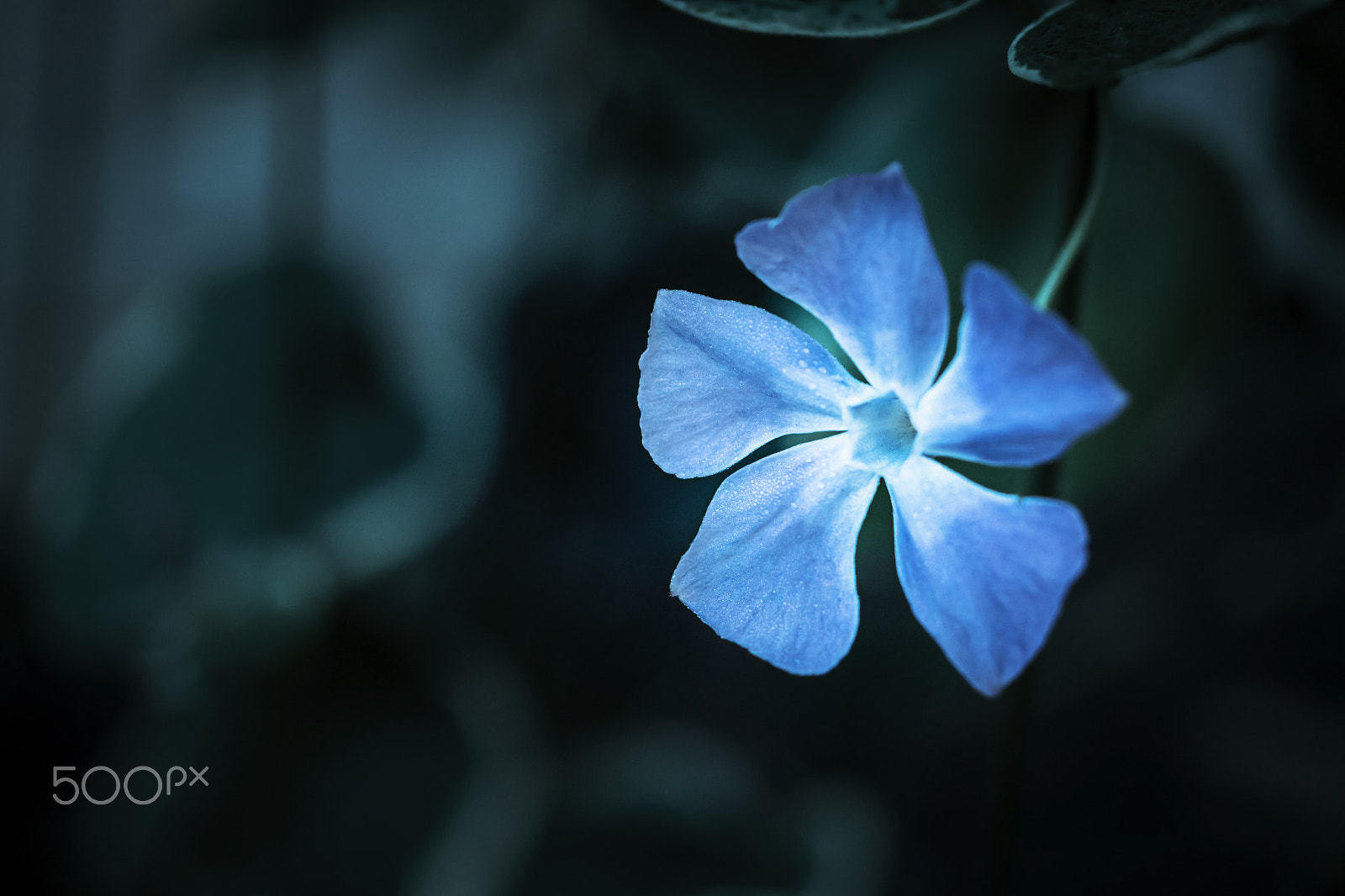 Samsung NX30 + Samsung NX 60mm F2.8 Macro ED OIS SSA sample photo. Blue photography
