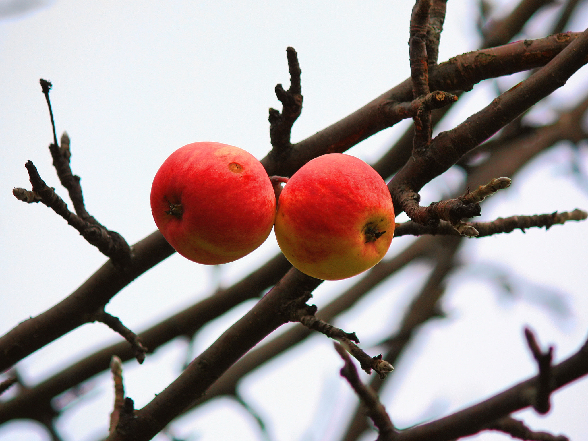 Canon EOS 450D (EOS Rebel XSi / EOS Kiss X2) sample photo. Last apples photography