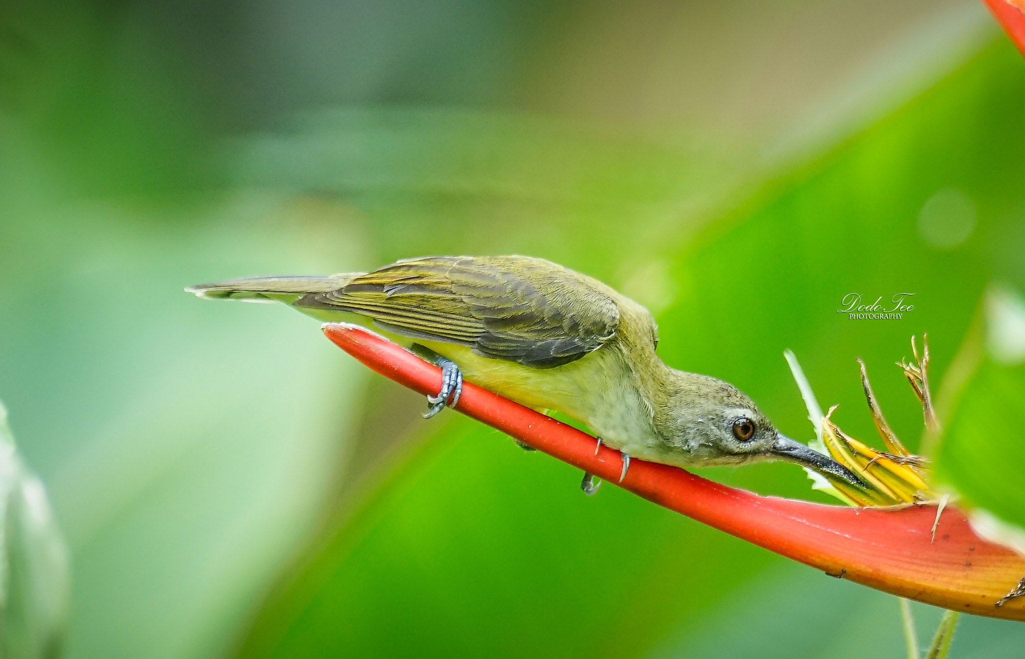 Sony 70-400mm F4-5.6 G SSM II sample photo