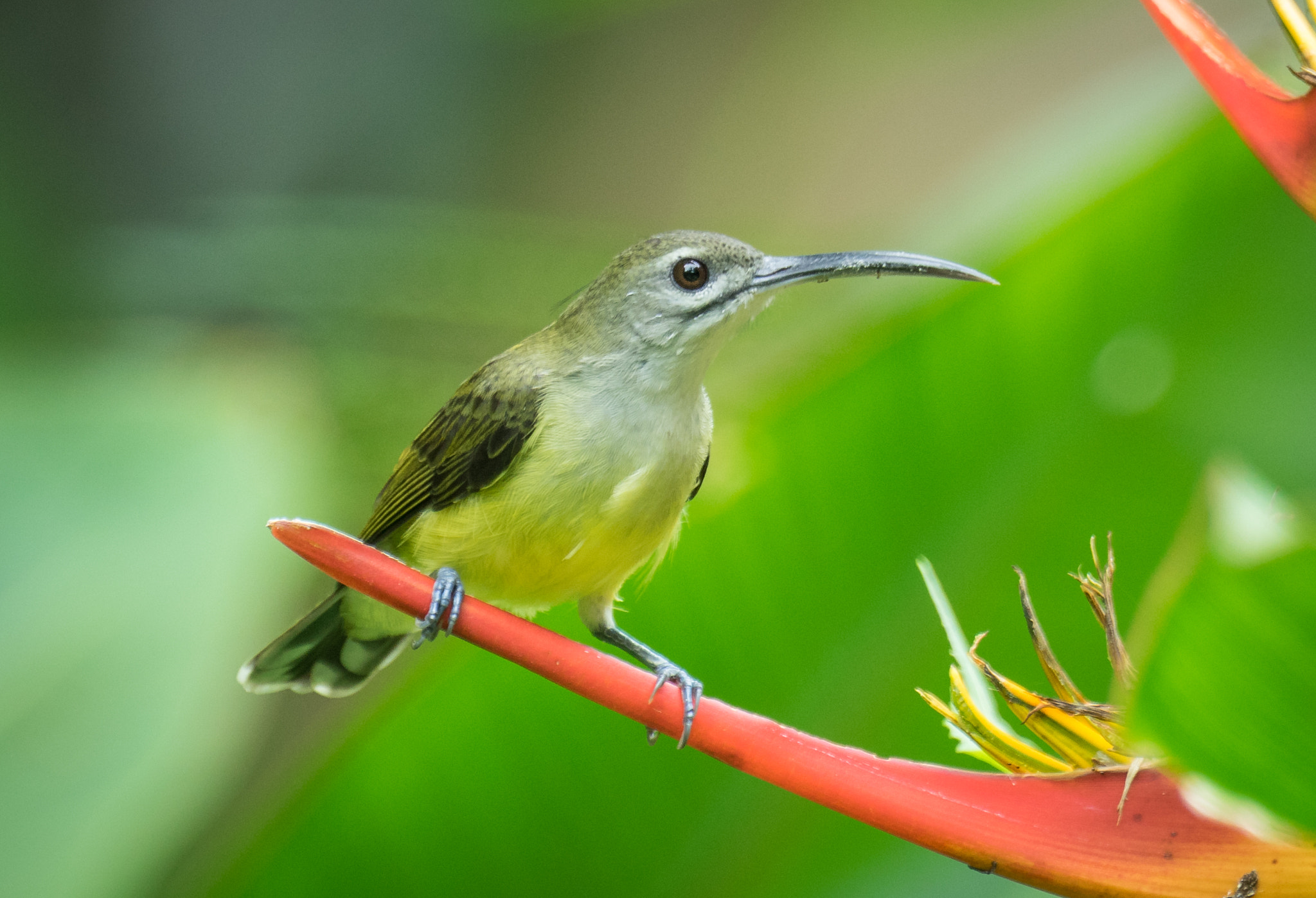 Sony 70-400mm F4-5.6 G SSM II sample photo