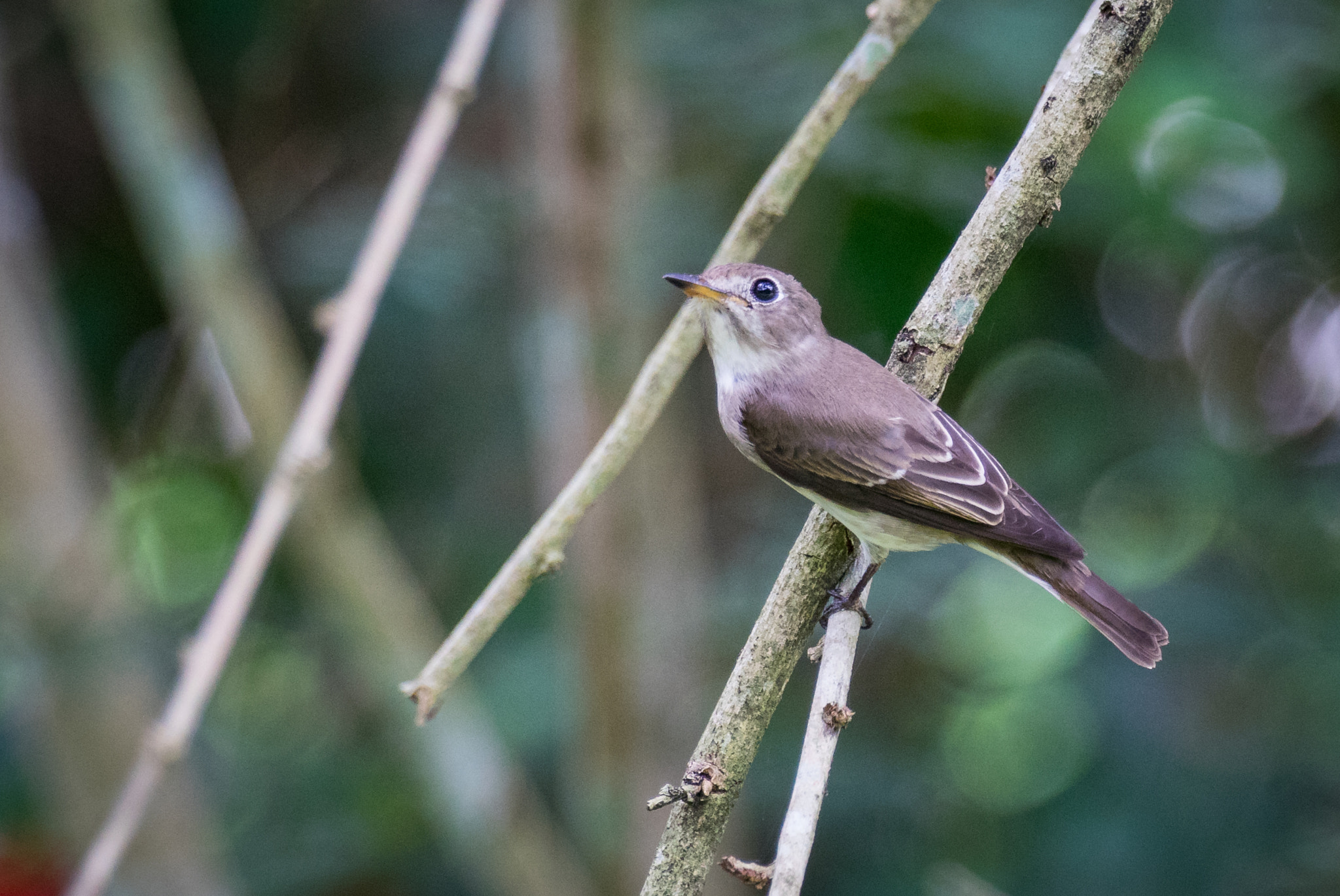 Sony 70-400mm F4-5.6 G SSM II sample photo